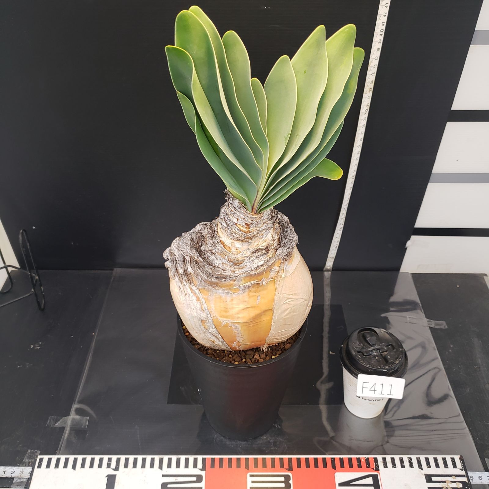 F411【自社養生株】ブーファン ハエマンソイデス（現地球・発根株