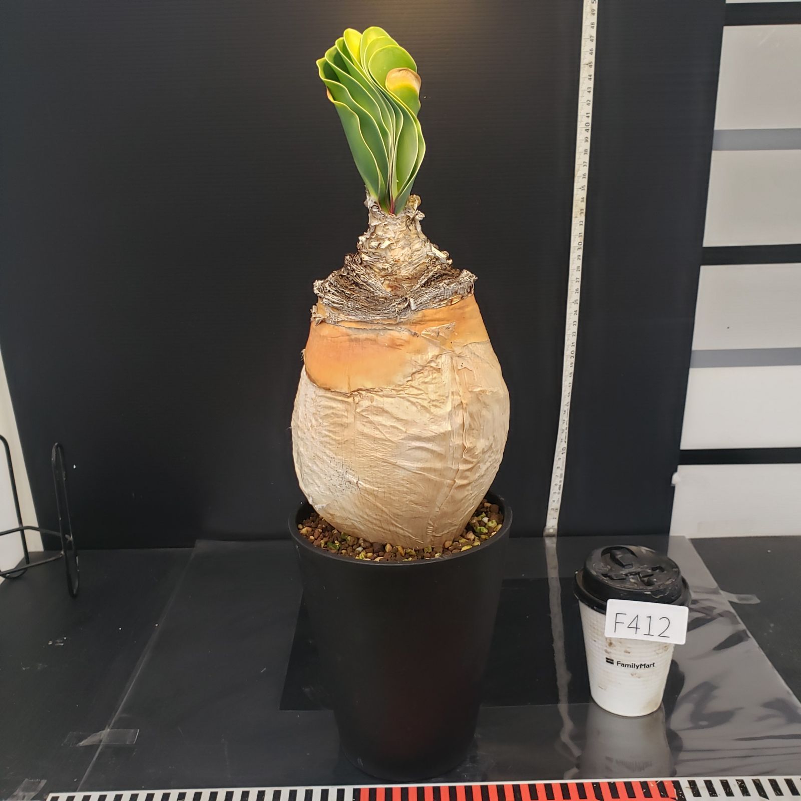 F412【自社養生株】ブーファン ハエマンソイデス（現地球・発根株