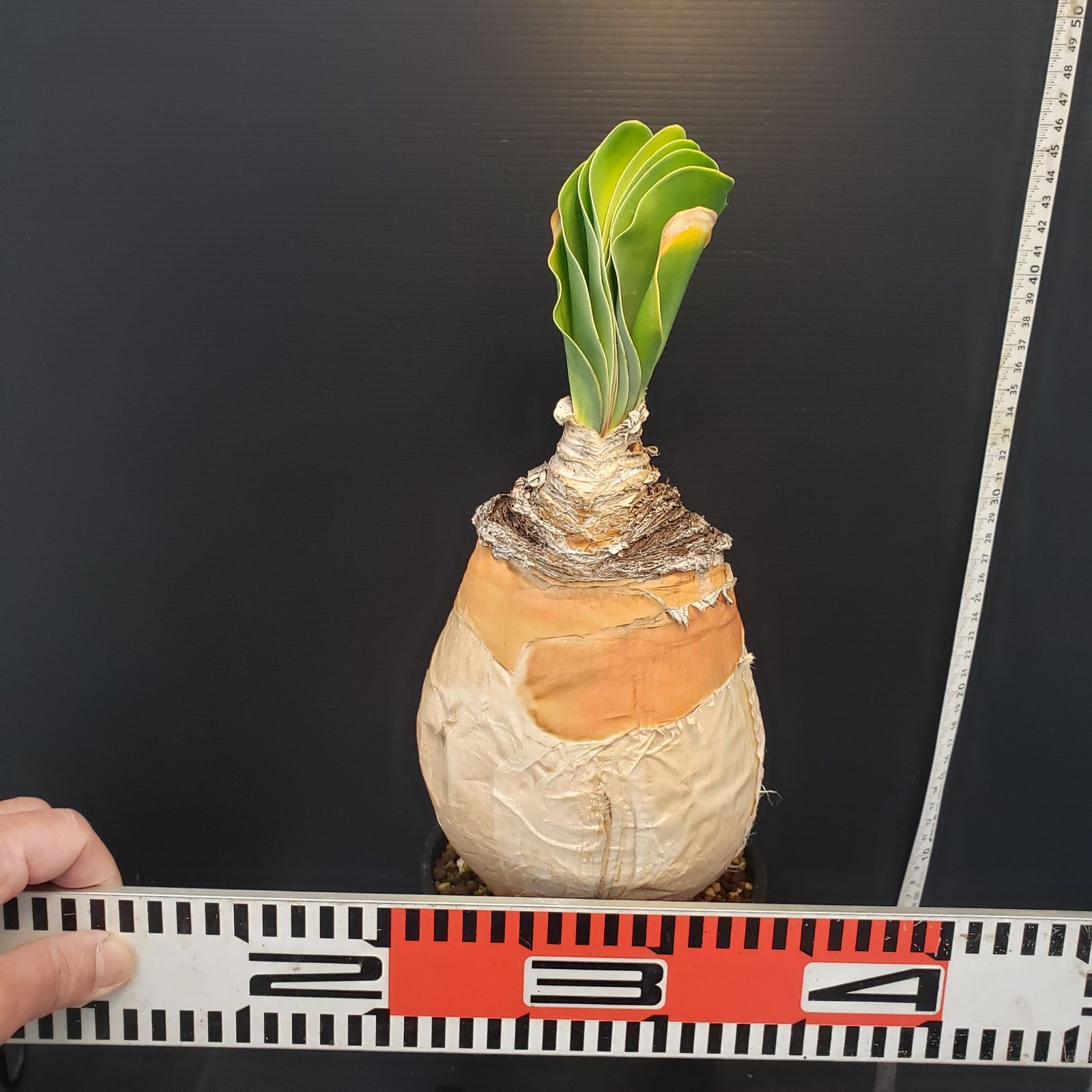 F412【自社養生株】ブーファン ハエマンソイデス（現地球・発根株