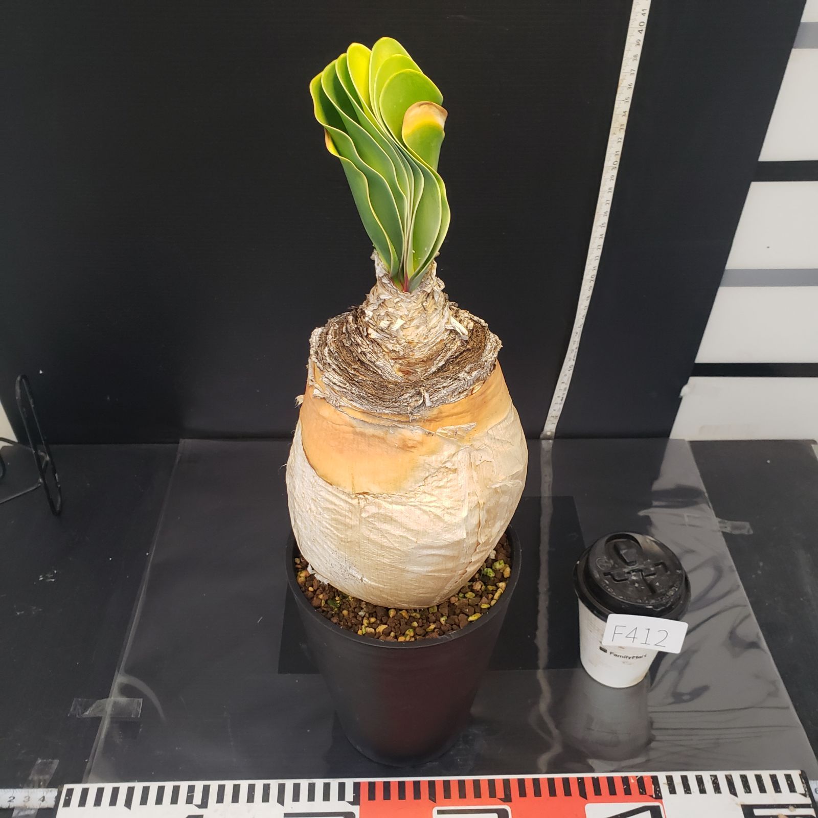 F412【自社養生株】ブーファン ハエマンソイデス（現地球・発根株