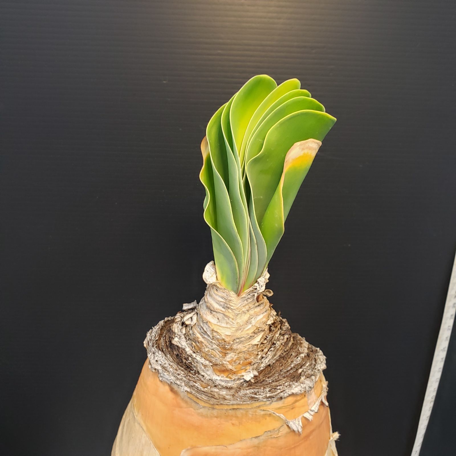 F412【自社養生株】ブーファン ハエマンソイデス（現地球・発根株