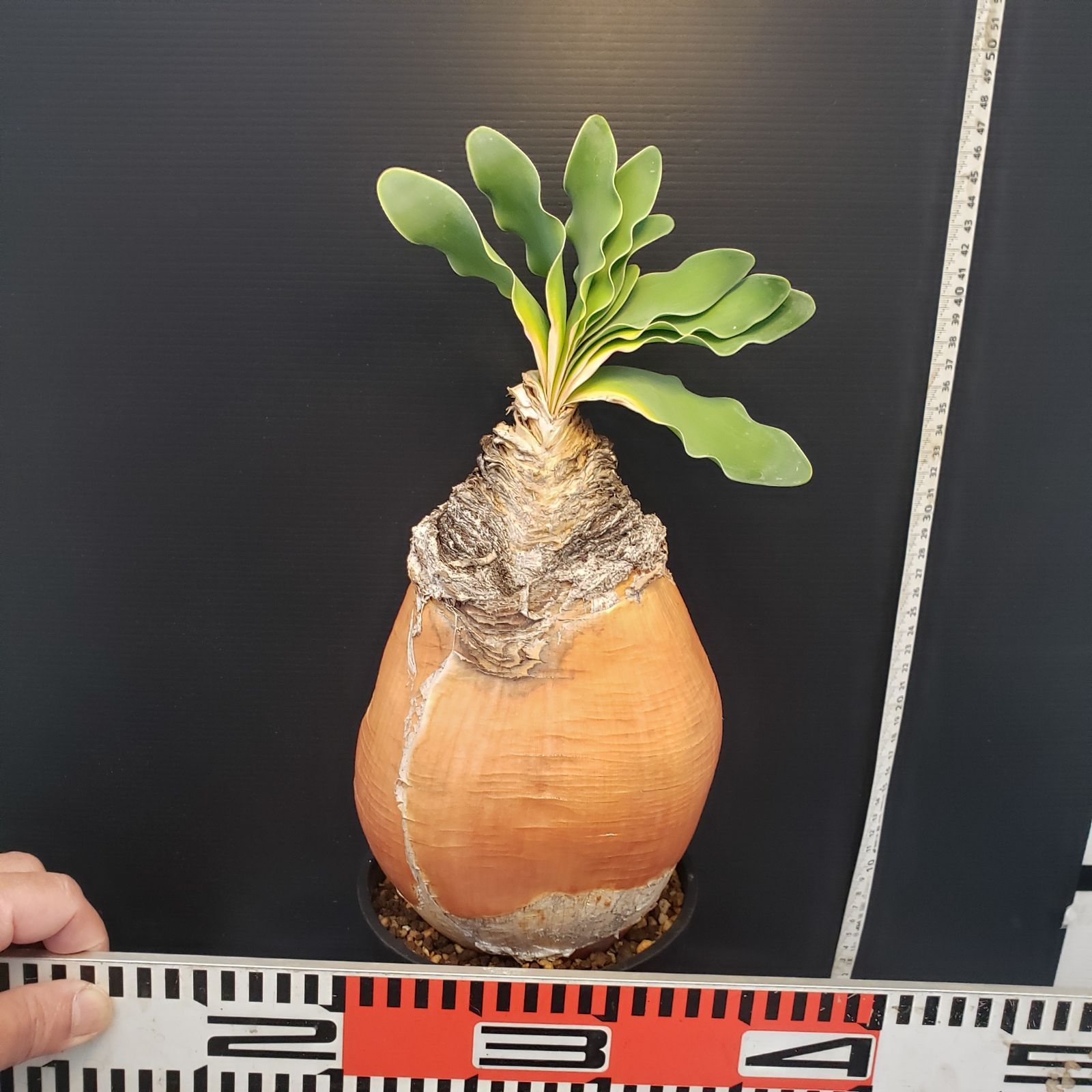 F413【自社養生株】ブーファン ハエマンソイデス（現地球・発根株