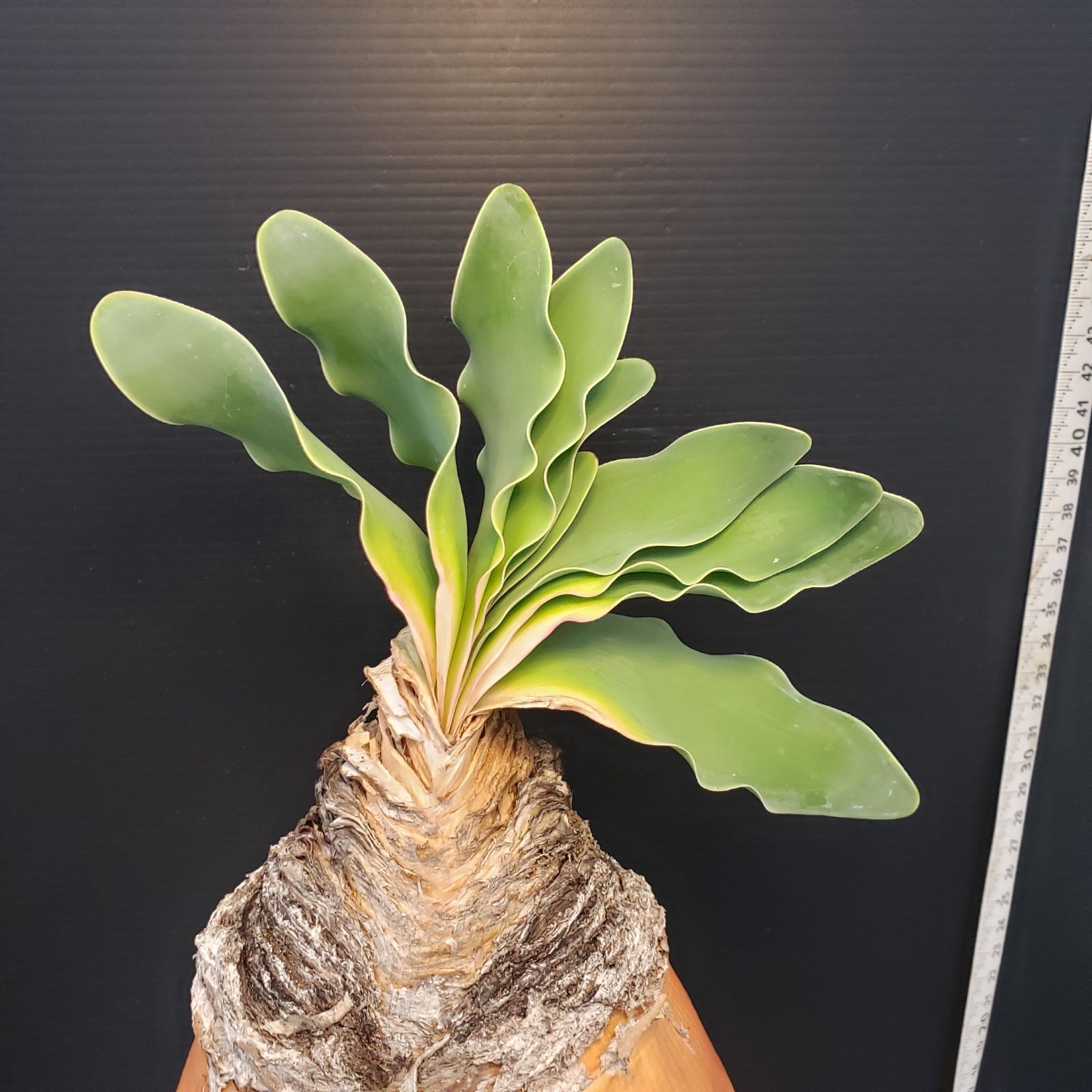 F413【自社養生株】ブーファン ハエマンソイデス（現地球・発根株