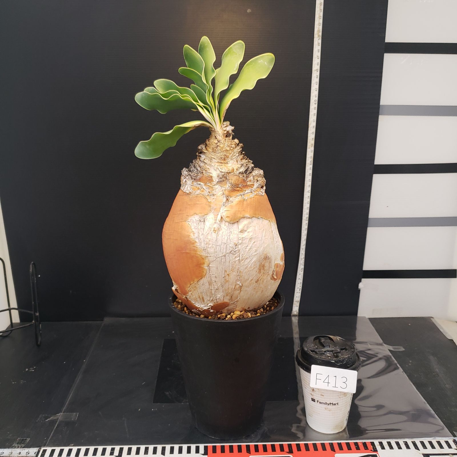 F413【自社養生株】ブーファン ハエマンソイデス（現地球・発根株