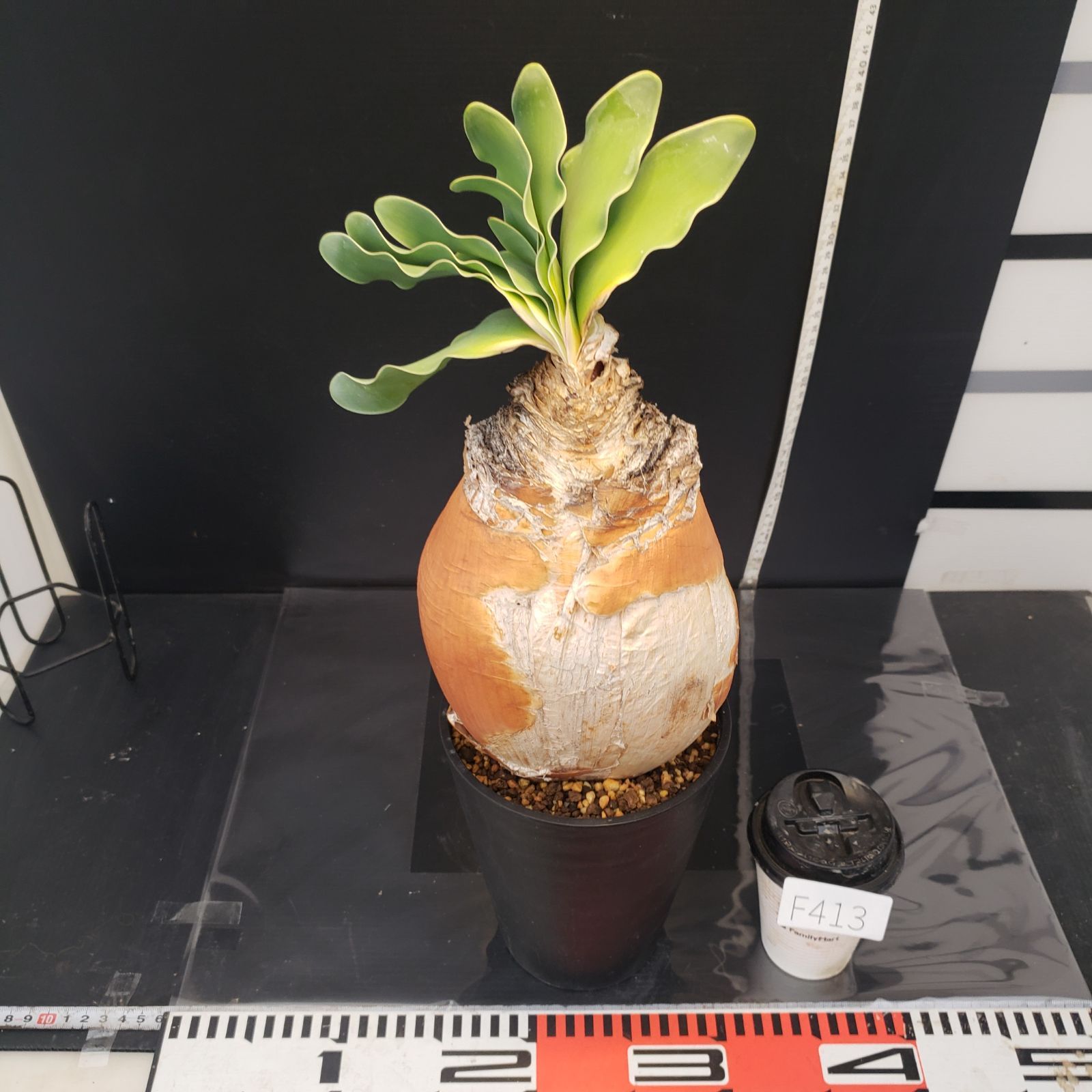 F413【自社養生株】ブーファン ハエマンソイデス（現地球・発根株