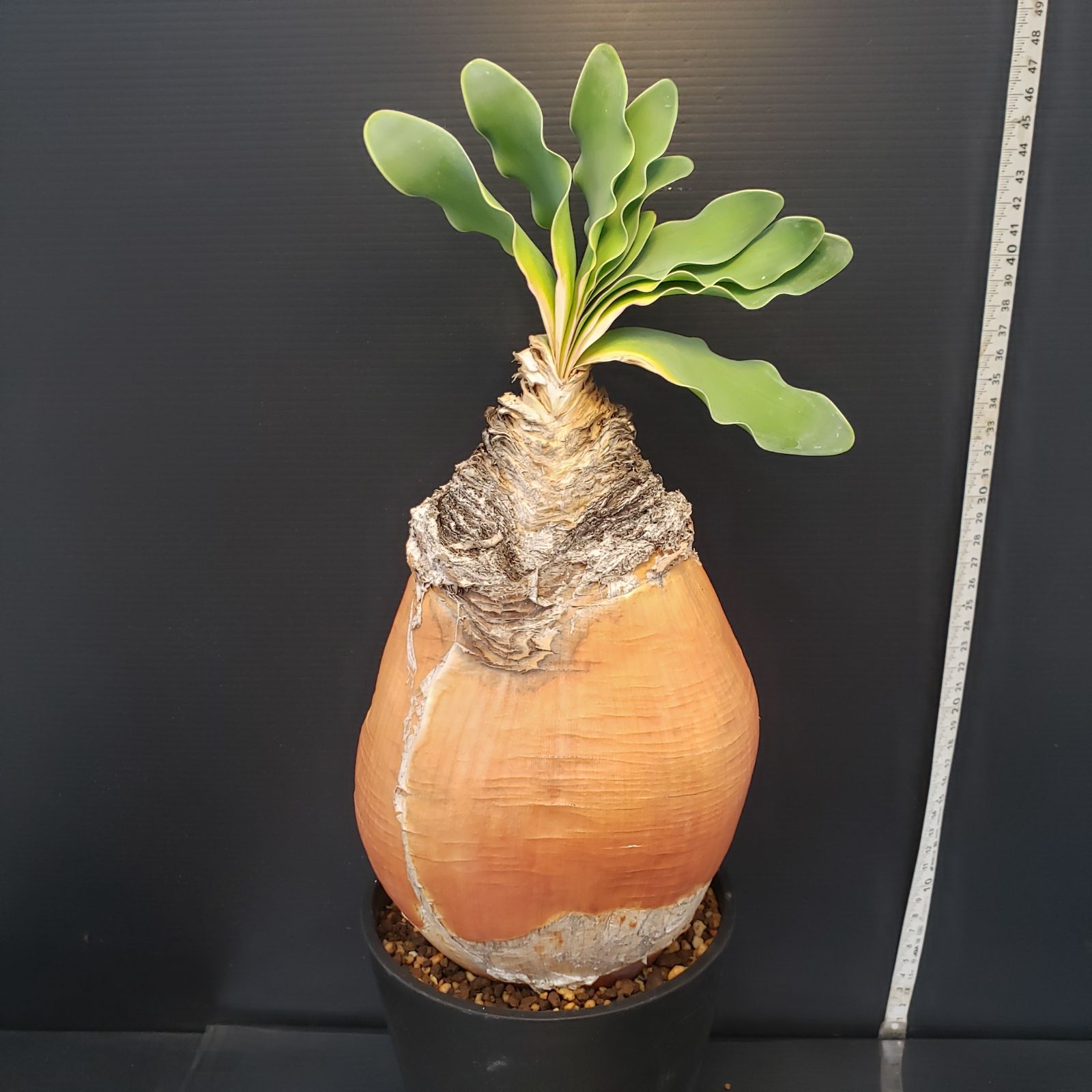 F413【自社養生株】ブーファン ハエマンソイデス（現地球・発根株