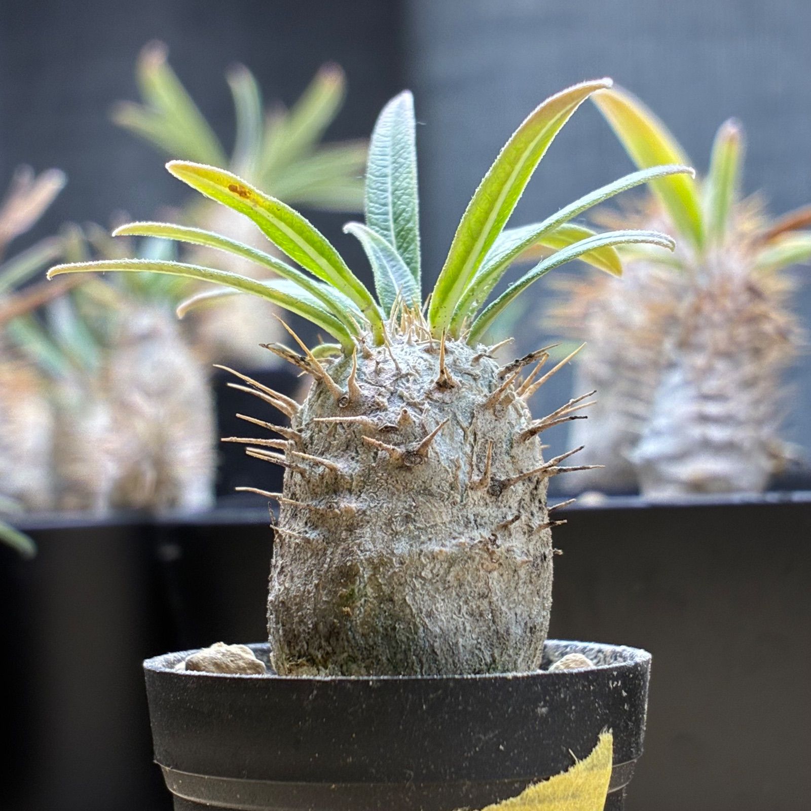 パキポディウムグラキリス 現地球 現品鉢ごと発送メルカリ便 パキポディウムグラキリス現地球 発根済 塊根幅約5.5cm 現品鉢ごと発送