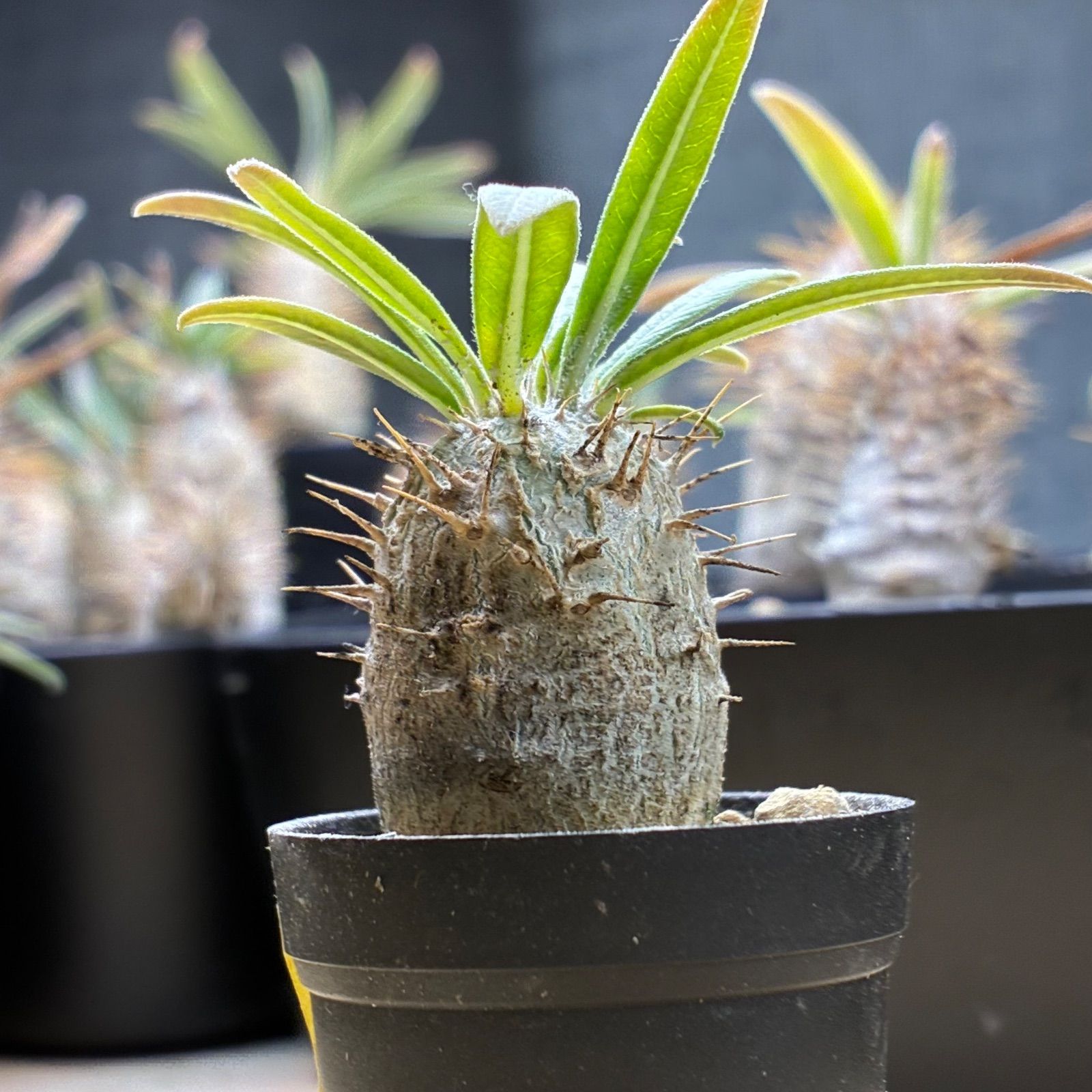 塊根植物】パキポディウム グラキリス 鉢ごと発送 送料無料 #207