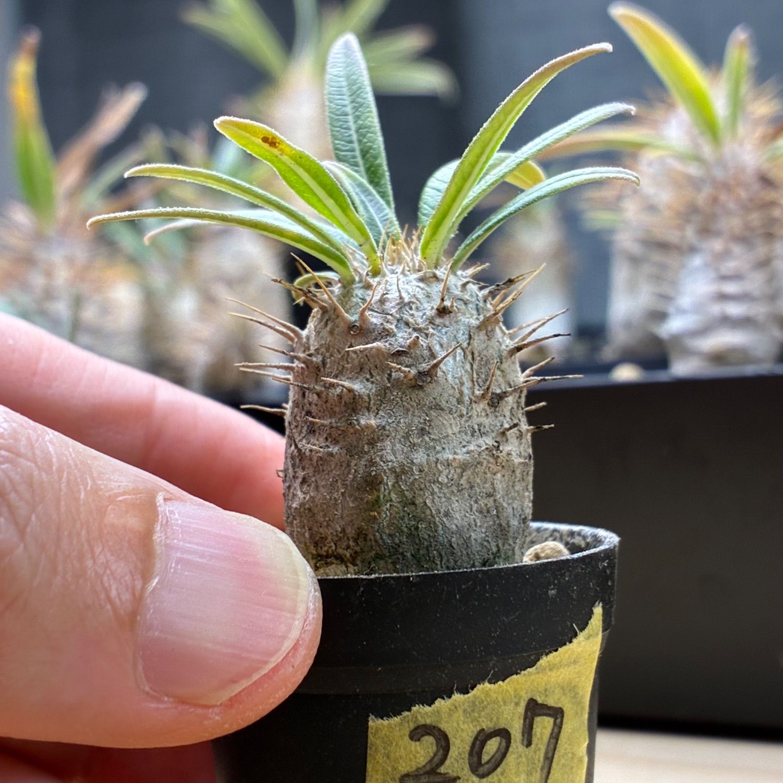 塊根植物】パキポディウム グラキリス 鉢ごと発送 送料無料 #207