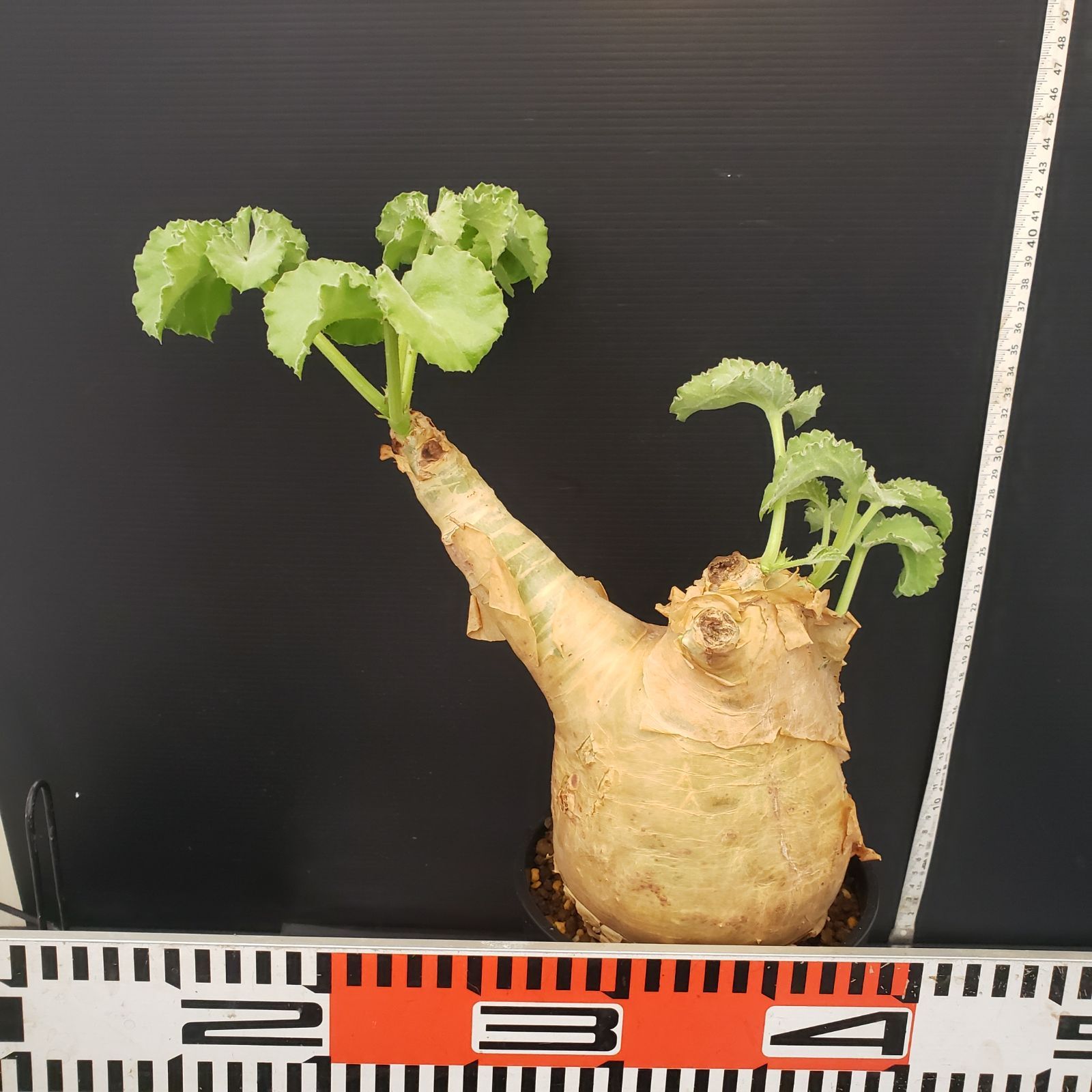 F415【自社養生株】キフォステンマ マクロプス（現地球・発根株