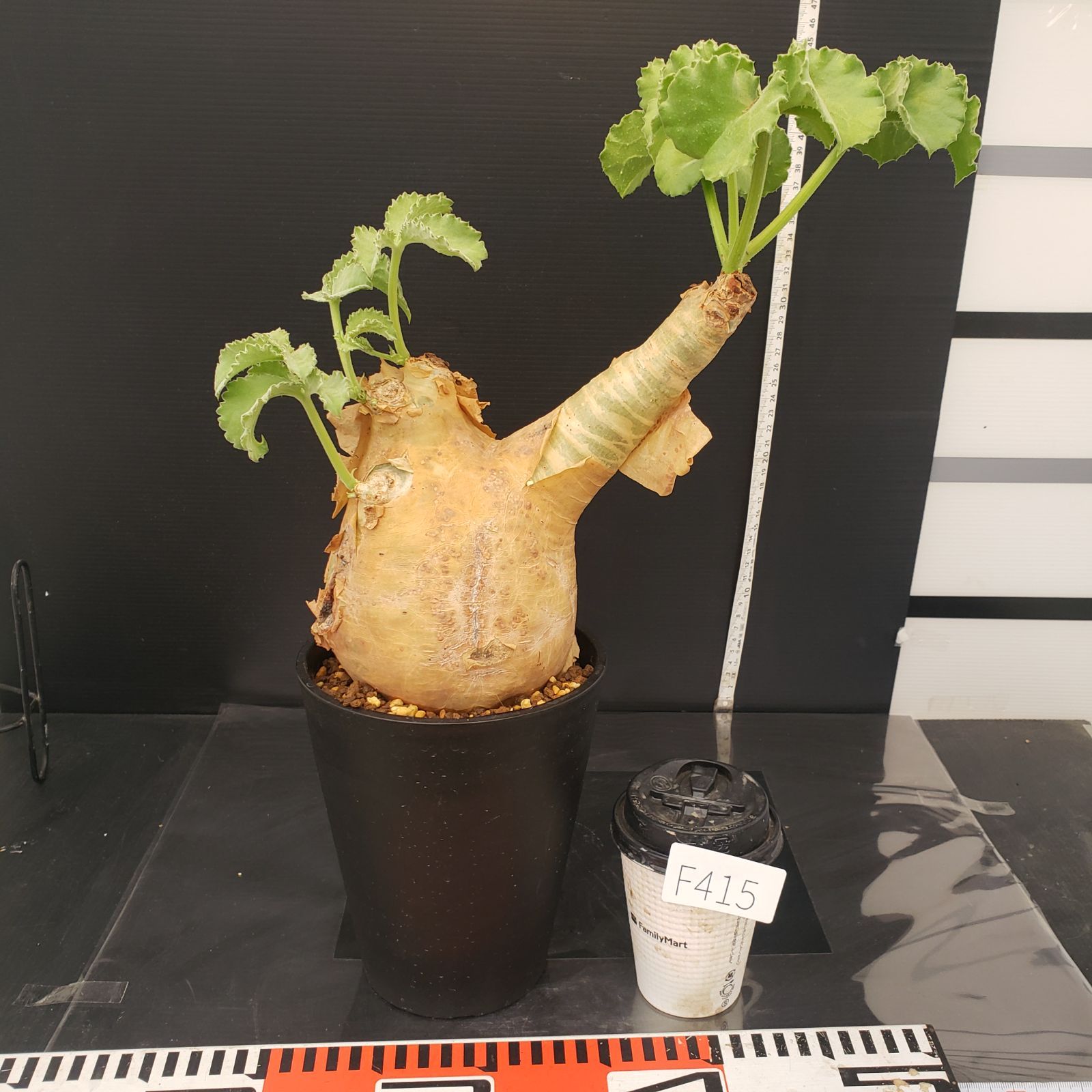 F415【自社養生株】キフォステンマ マクロプス（現地球・発根株