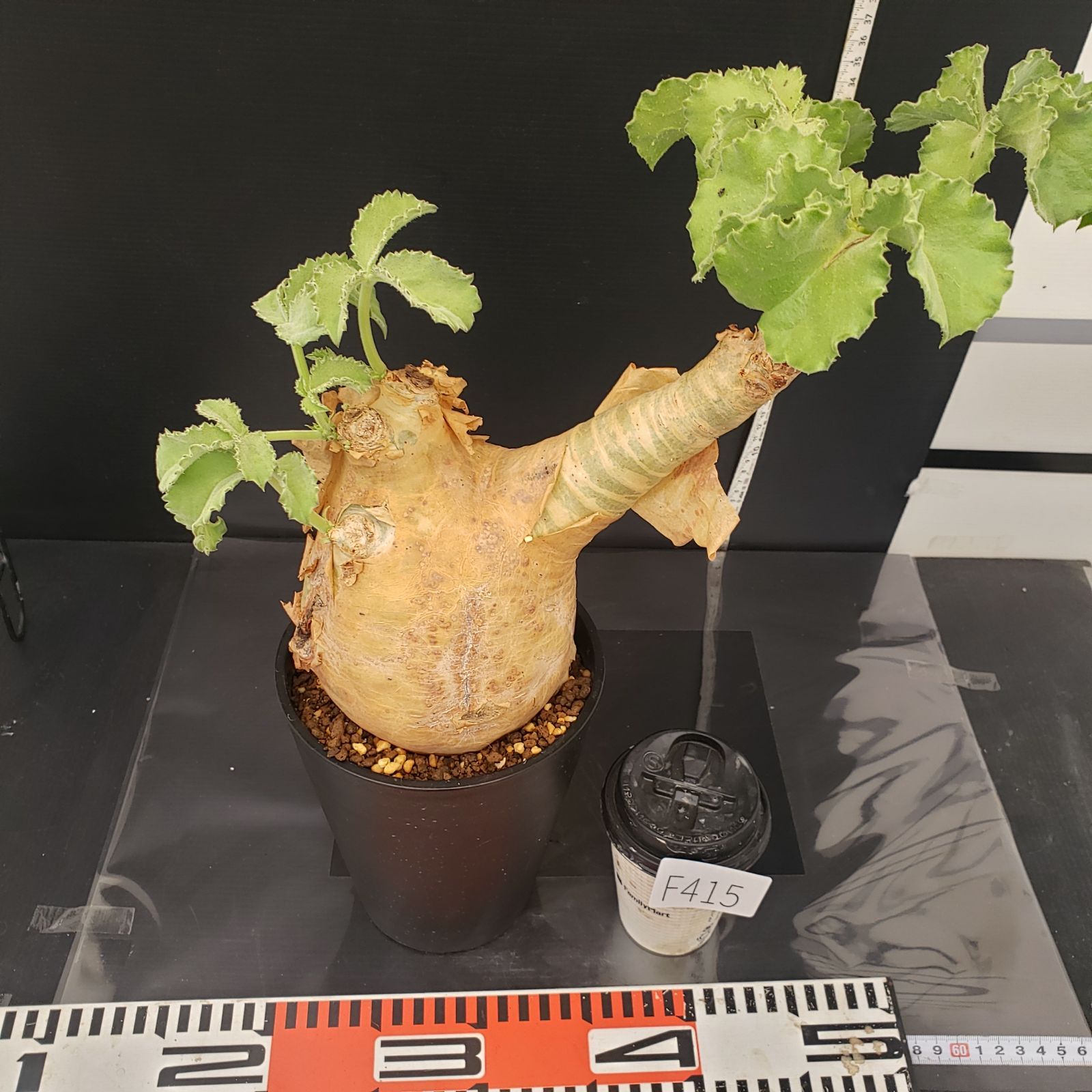 F415【自社養生株】キフォステンマ マクロプス（現地球・発根株