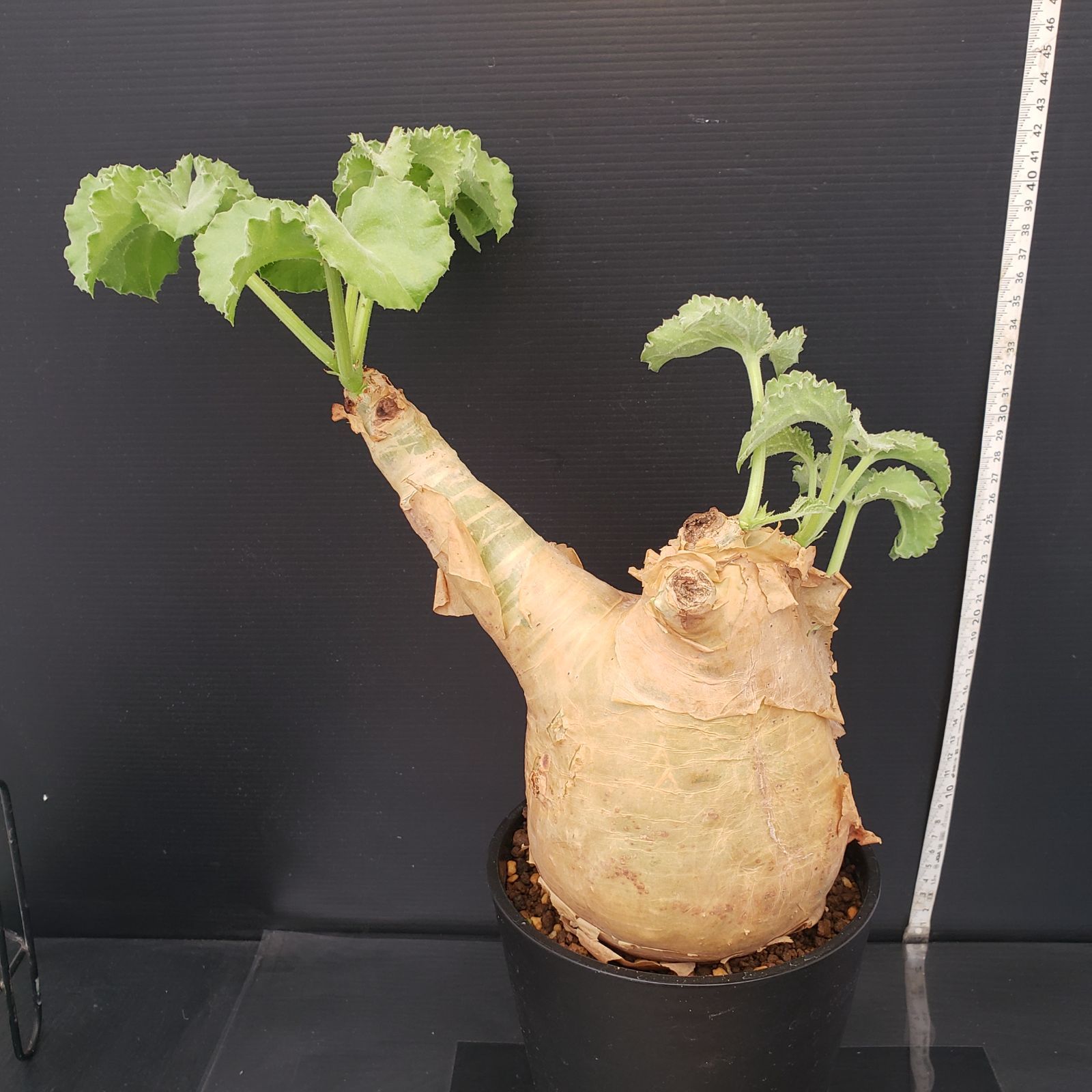 F415【自社養生株】キフォステンマ マクロプス（現地球・発根株