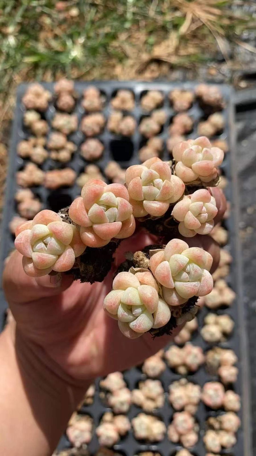 新発売 RC2088 アイスグリーン 105苗セット 土と根付き 多肉植物