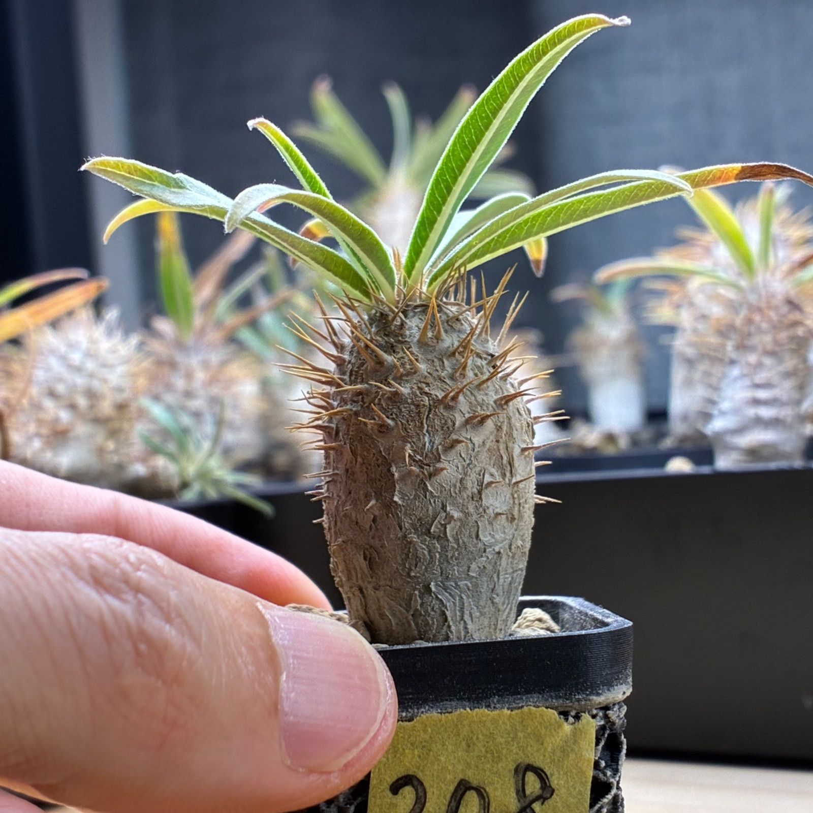 塊根植物】パキポディウム グラキリス 鉢ごと発送 送料無料 #208