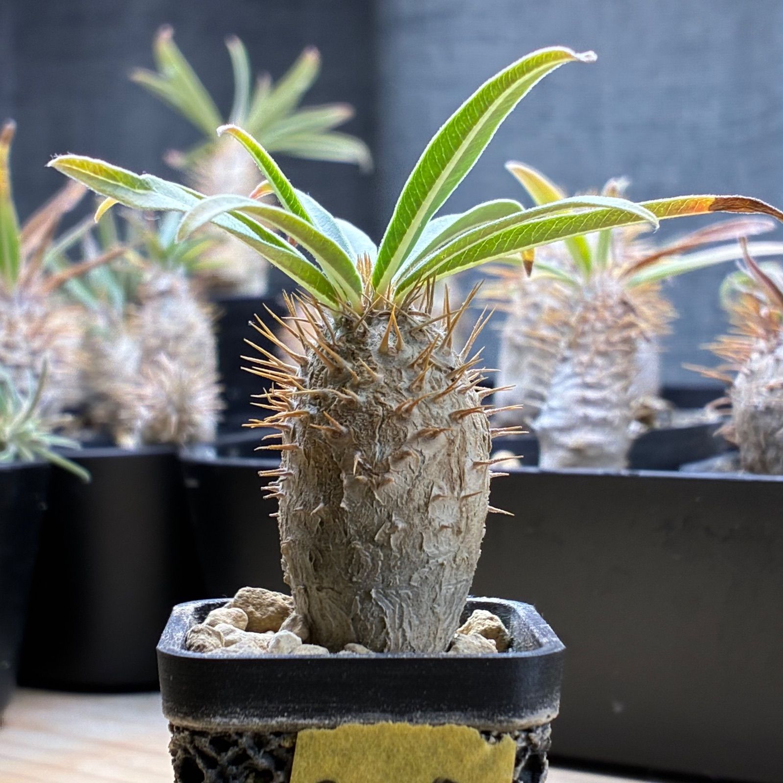 塊根植物】パキポディウム グラキリス 鉢ごと発送 送料無料 #208