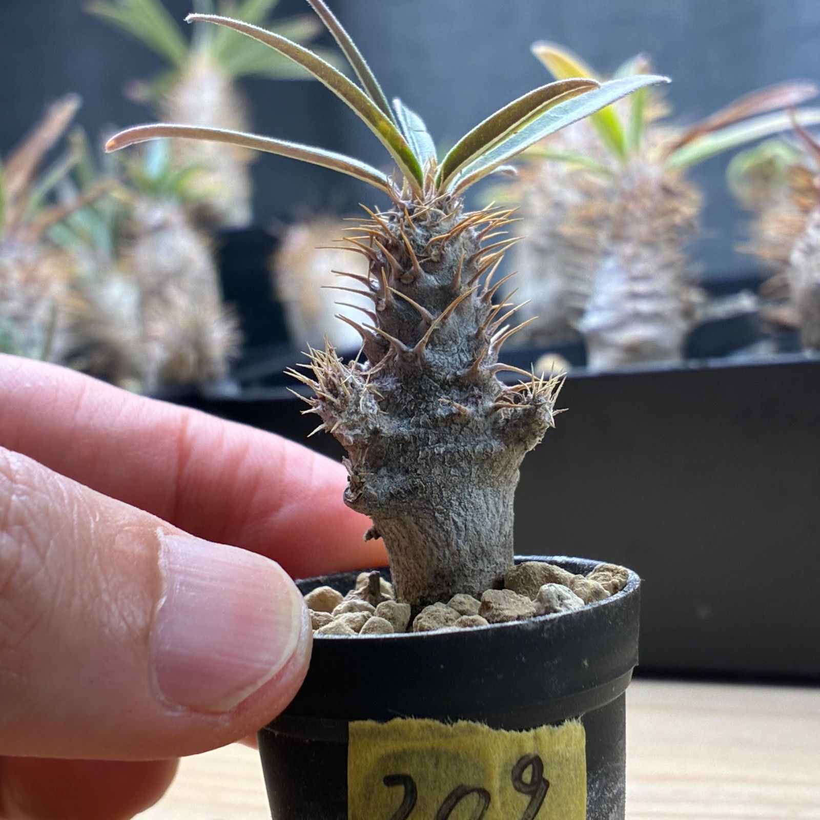 塊根植物】パキポディウム グラキリス 鉢ごと発送 送料無料 #209