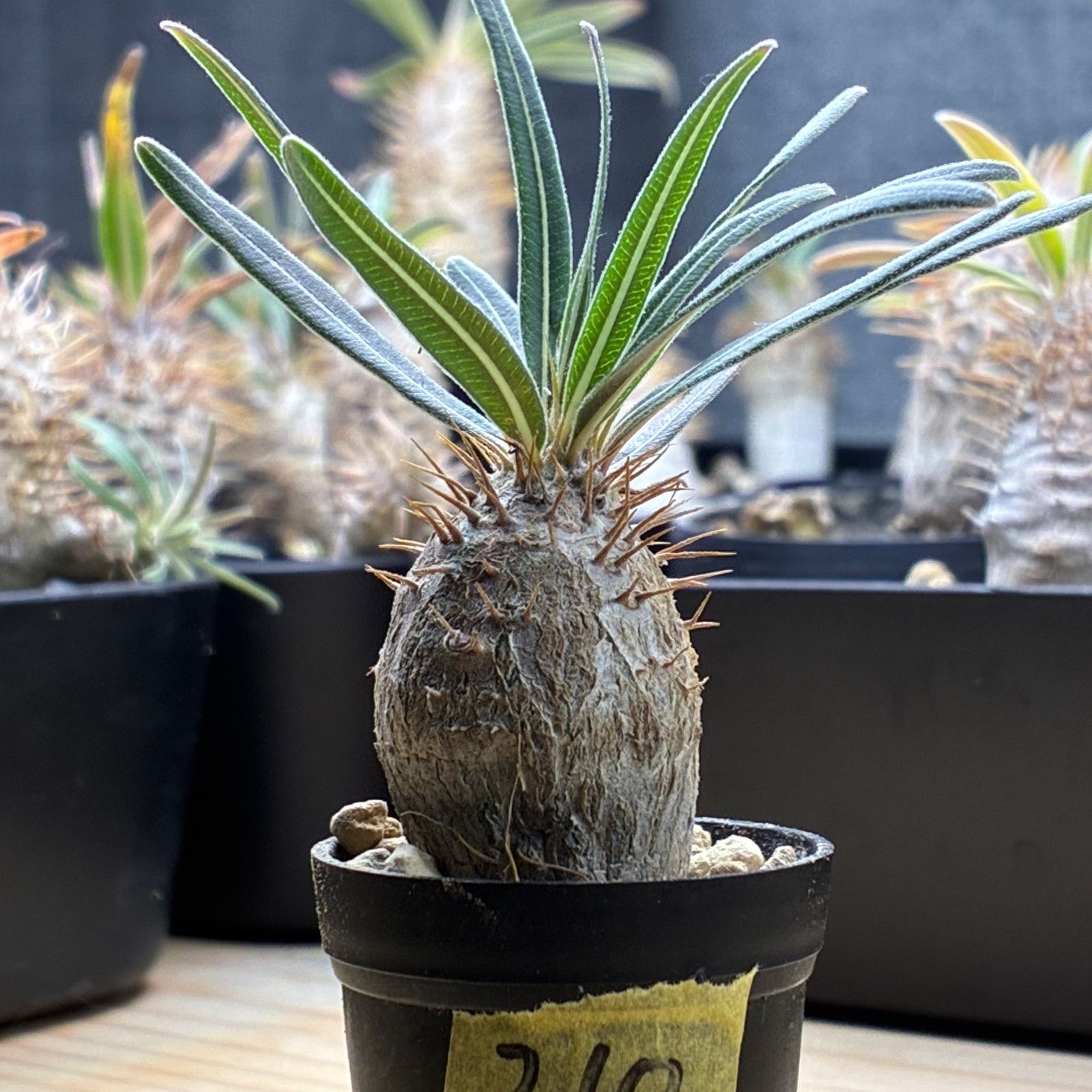 塊根植物】パキポディウム グラキリス 鉢ごと発送 送料無料 #210