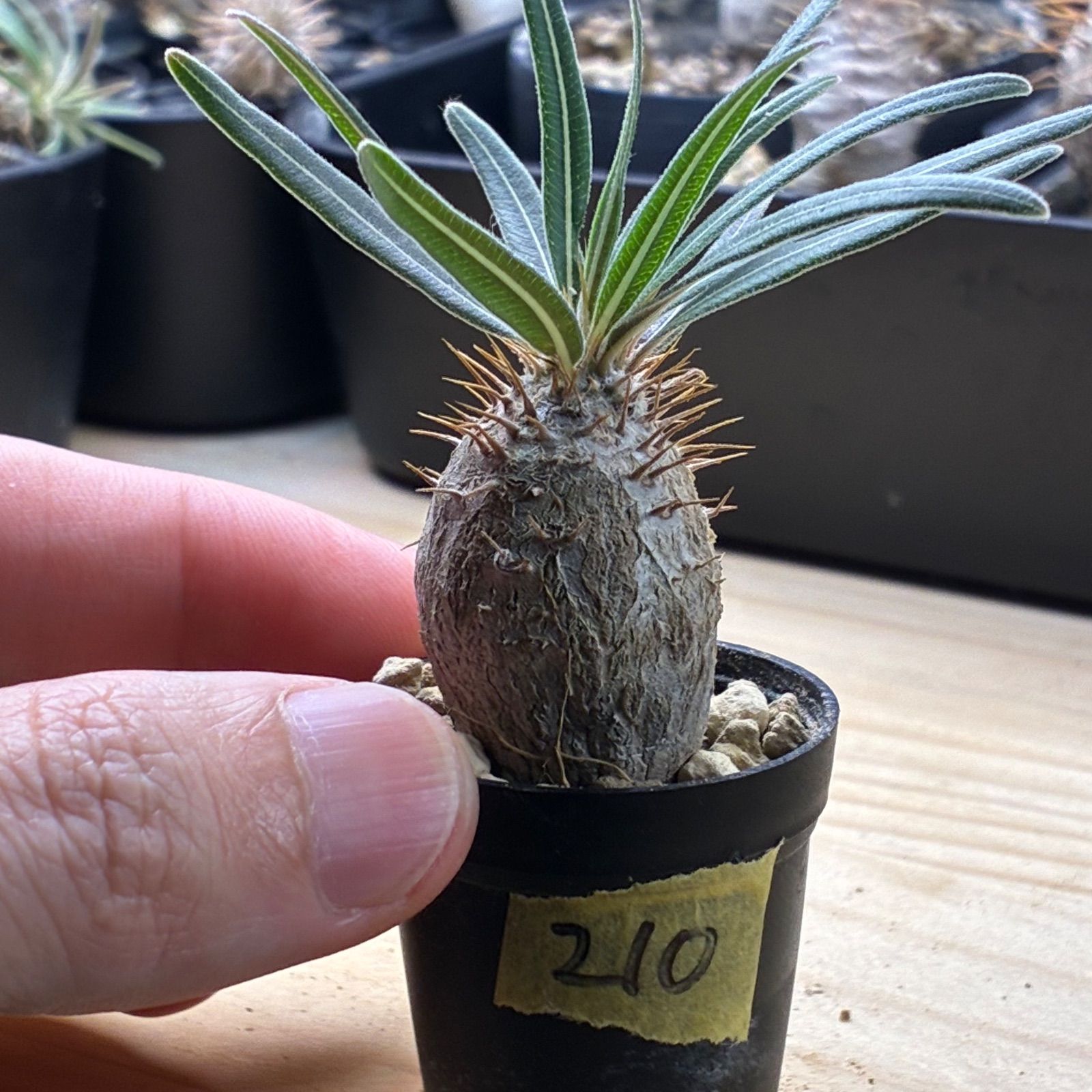 塊根植物】パキポディウム グラキリス 鉢ごと発送 送料無料 #210