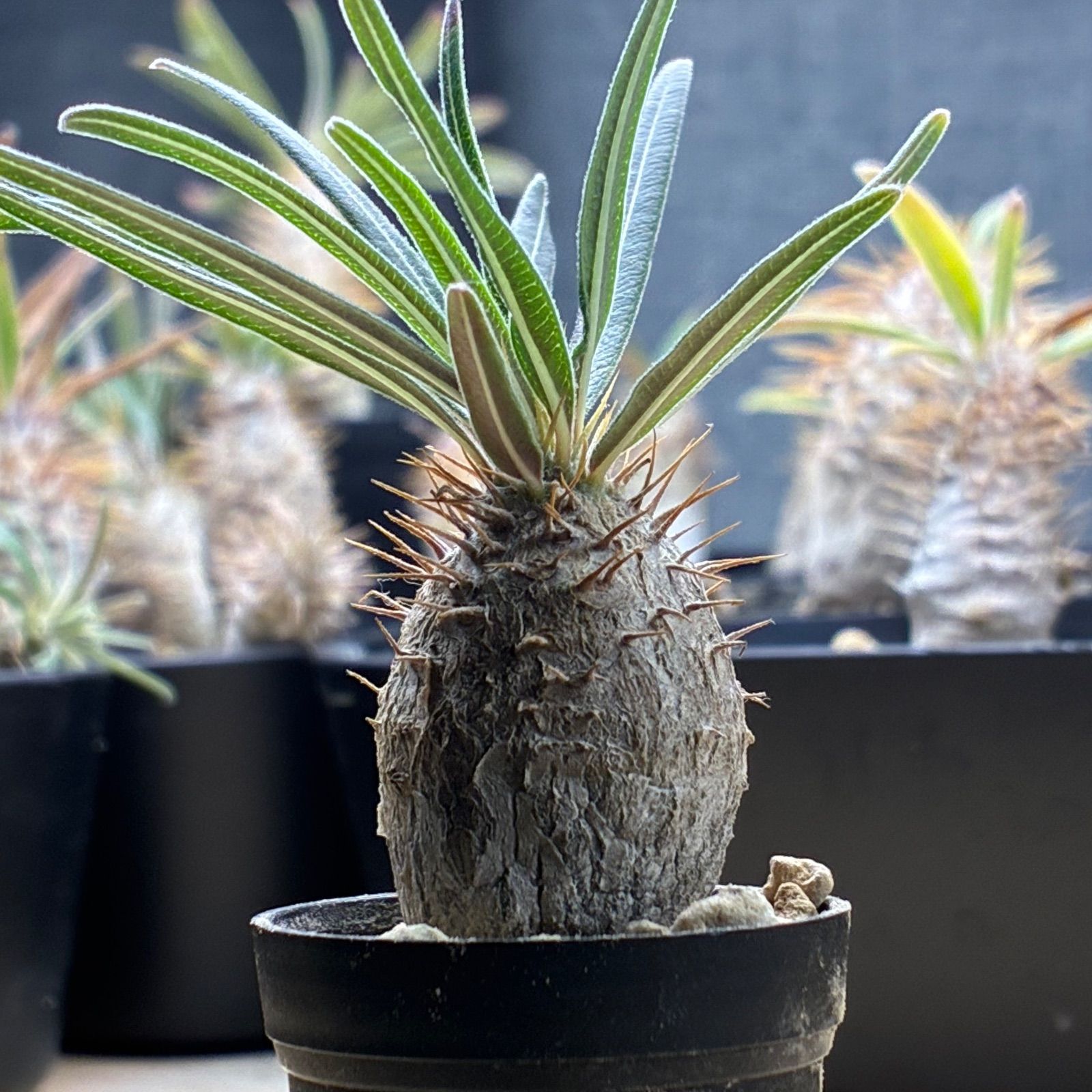 パキポディウムグラキリス (鉢ごと発送) 塊根植物】パキポディウム グラキリス 鉢ごと発送 送料無料 #210