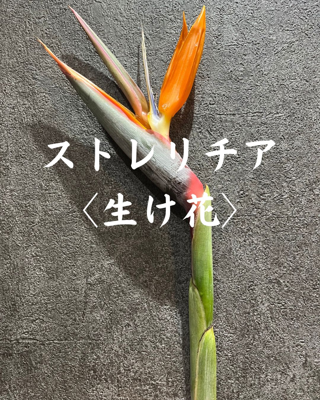 生け花〉ストレリチア(極楽鳥花) - メルカリ