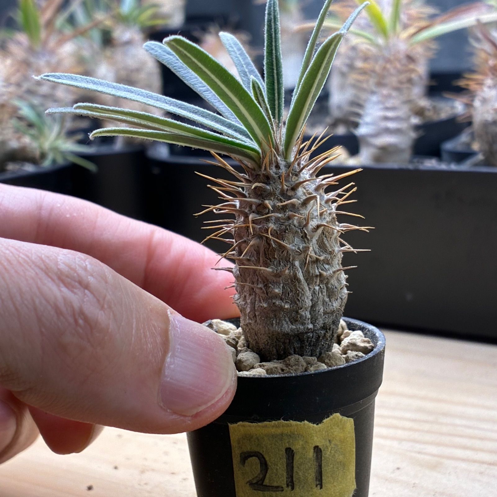 塊根植物】パキポディウム グラキリス 鉢ごと発送 送料無料 #211