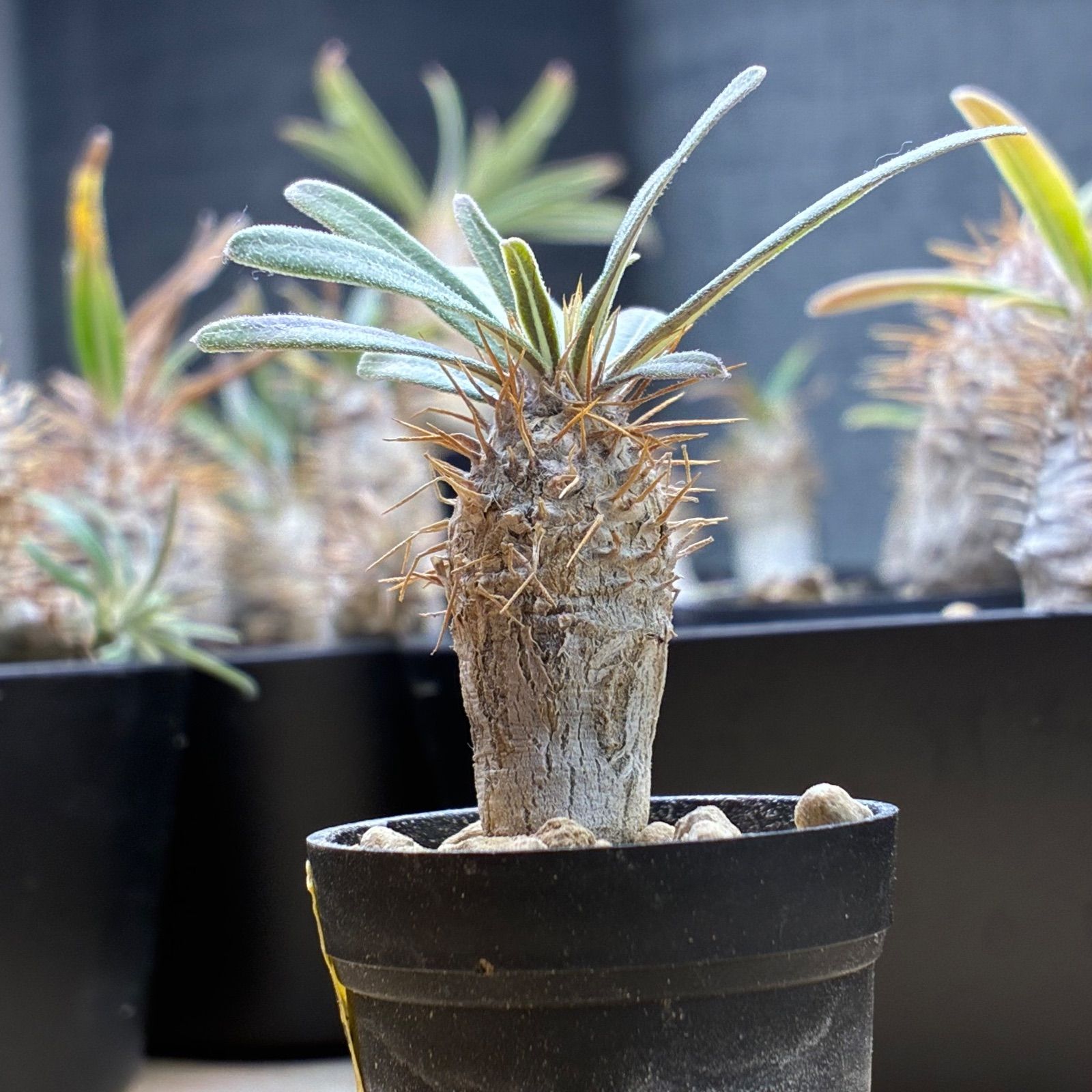 塊根植物】パキポディウム グラキリス 鉢ごと発送 送料無料 #212