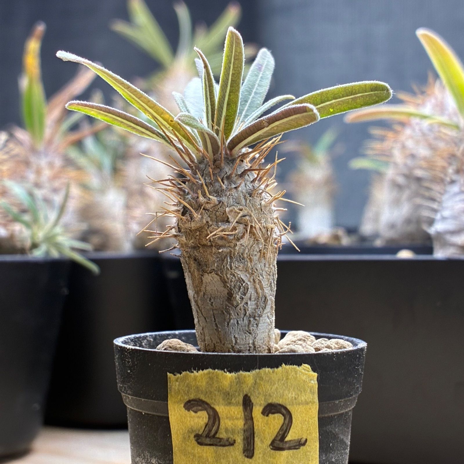 塊根植物】パキポディウム グラキリス 鉢ごと発送 送料無料 #212