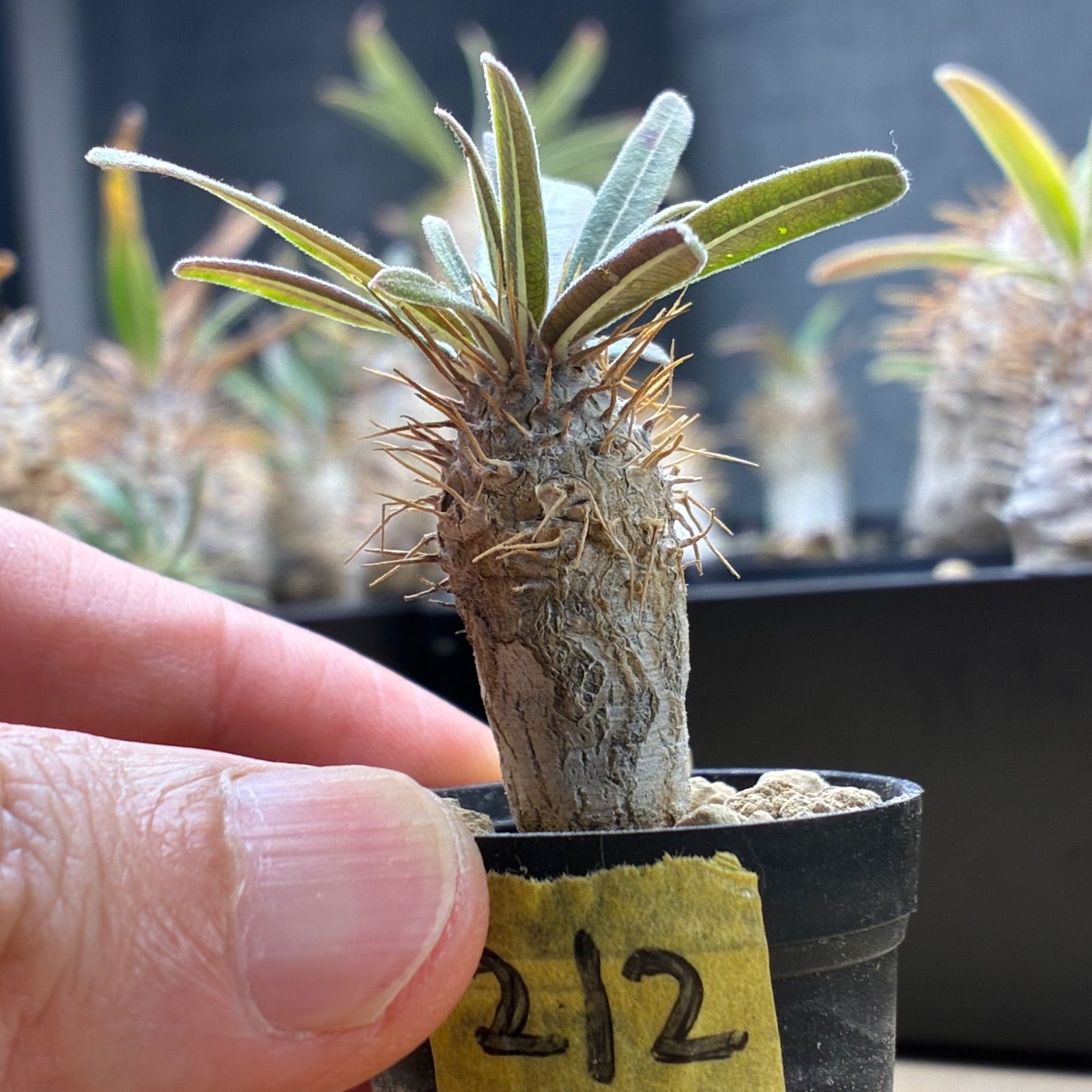 塊根植物】パキポディウム グラキリス 鉢ごと発送 送料無料 #212