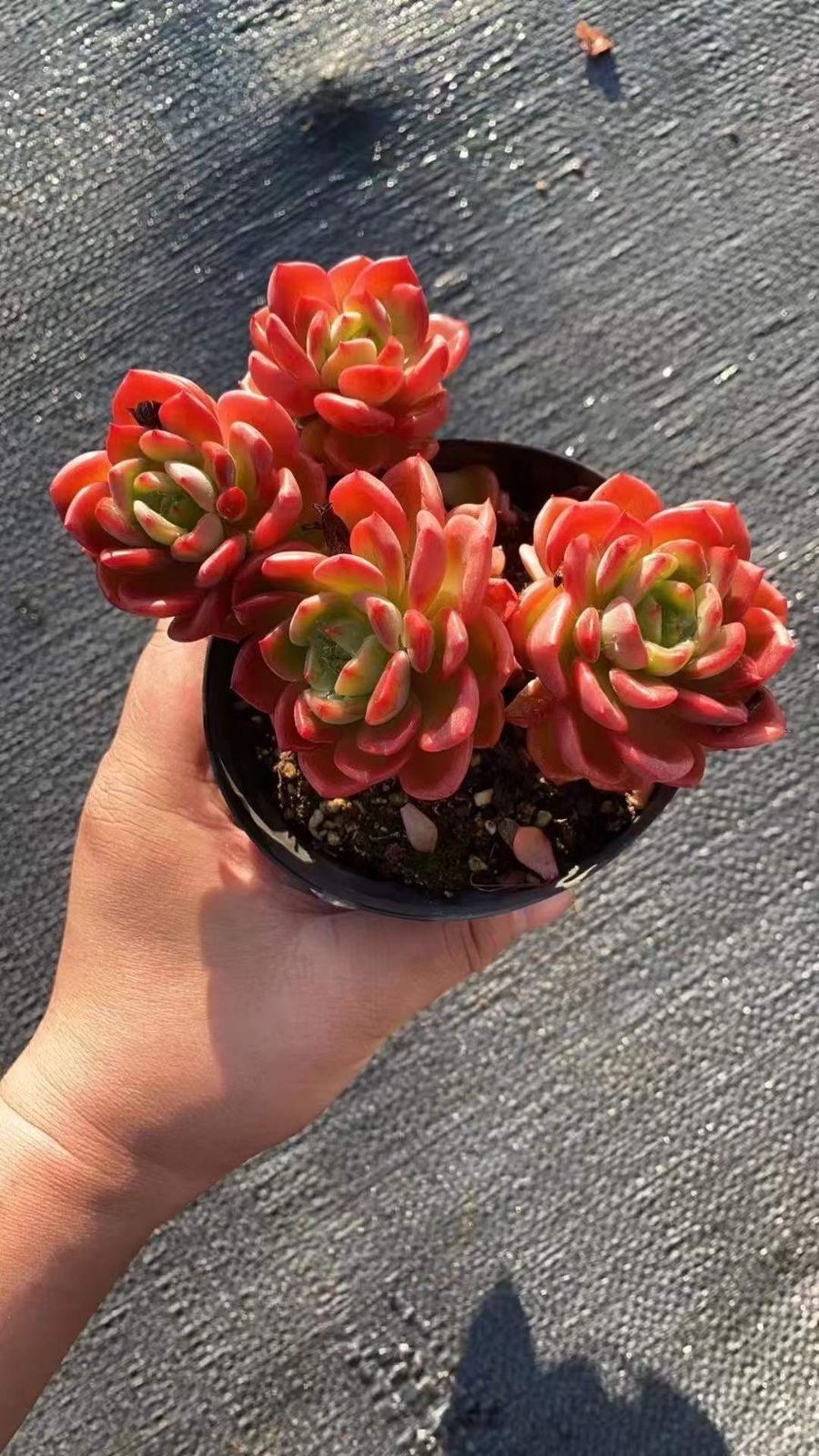 12株の抜き苗セット】スカッシュ(4頭～5頭) 多肉植物 佐川急便発送