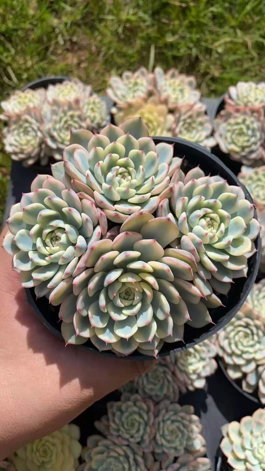 本物 【12株の抜き苗セット】ブルーミニマ錦 多肉植物 佐川急便発送