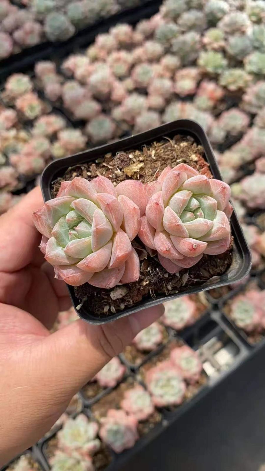 18株の抜き苗セット】ピンククリスタル 多肉植物 佐川急便発送