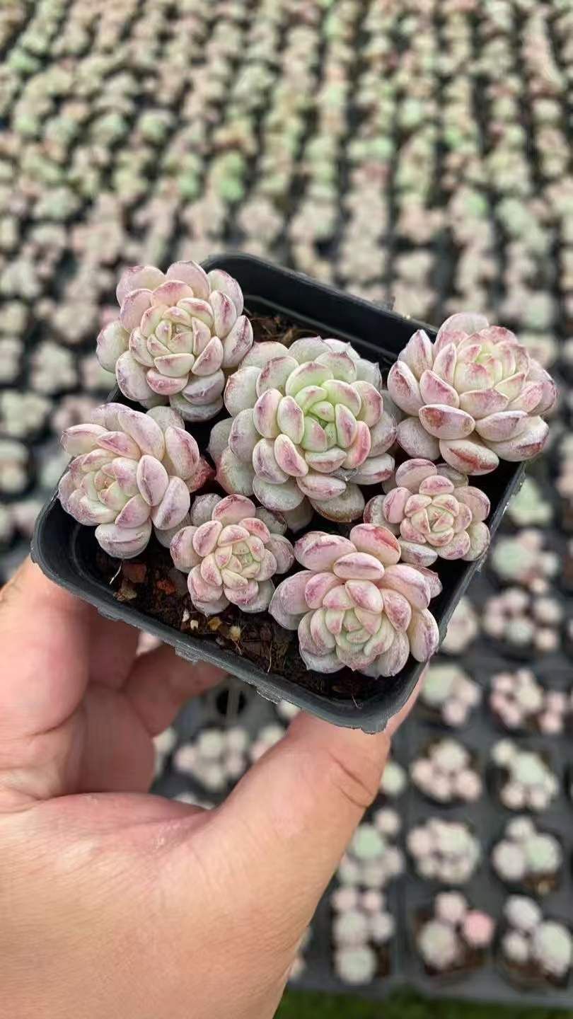 多肉植物 C'est ci bon【Fine農場】 韓国苗 多肉植物 C'est ci bon