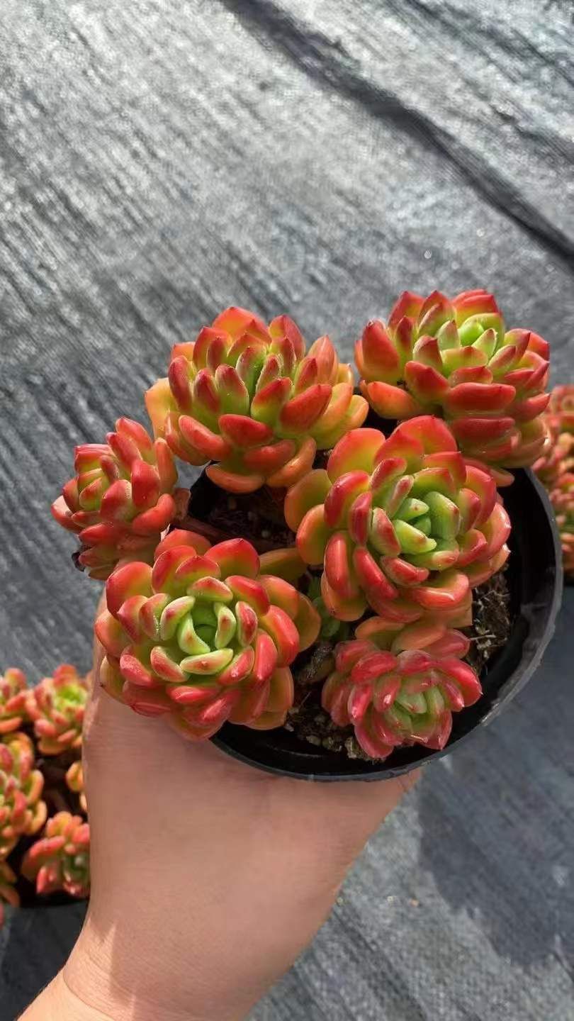 12株の抜き苗セット】スカッシュ(6頭～7頭) 多肉植物 卸売 佐川急便