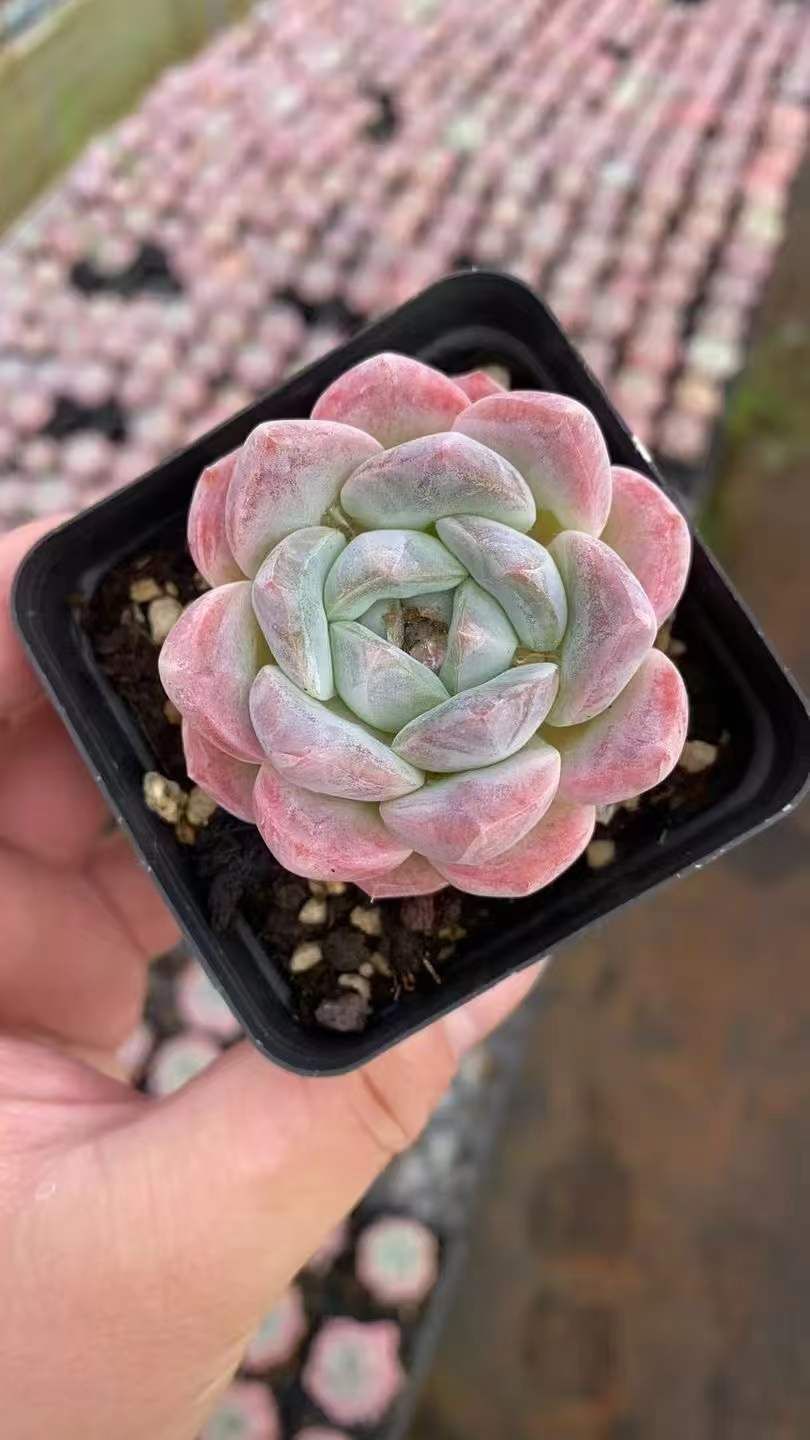 50株の抜き苗セット】ピンクドリーム 多肉植物 佐川急便発送