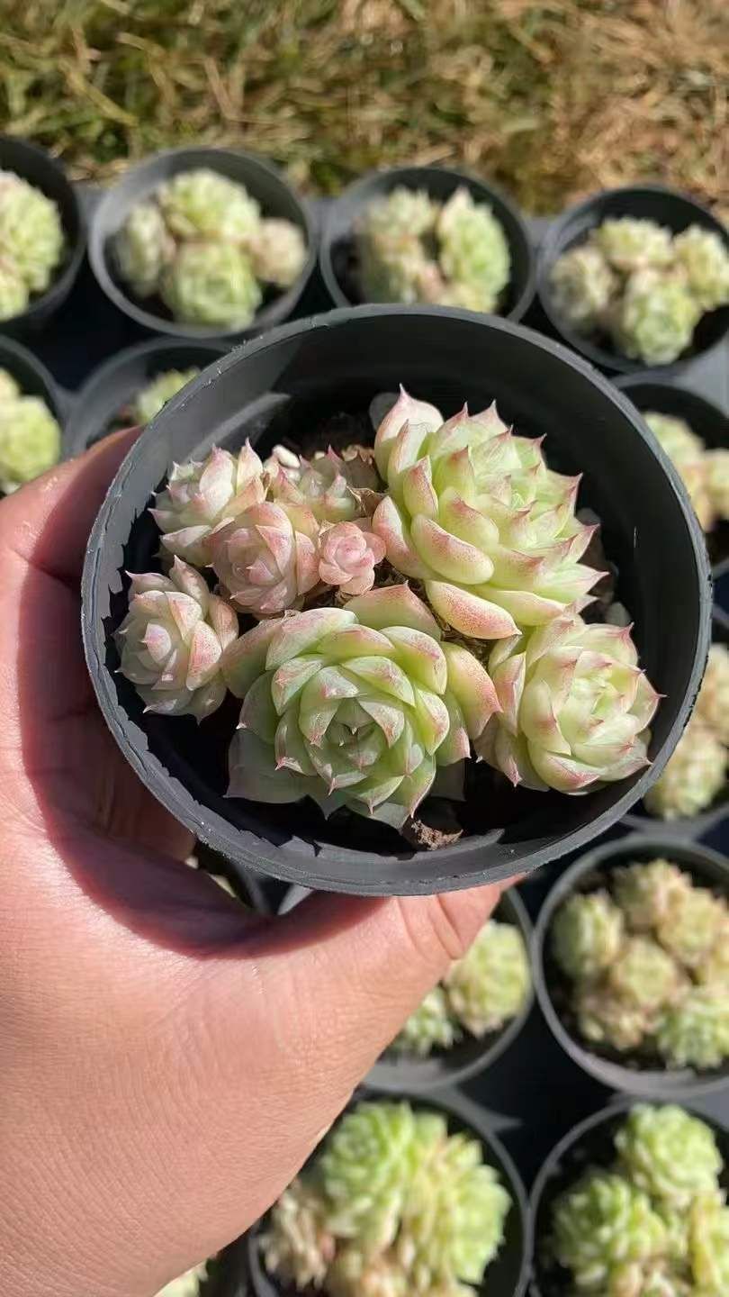 多肉植物　韓国苗　パンドラhyb　抜き苗 多肉植物 韓国苗 パンドラhyb 抜き苗 多肉植物 エケベリア パンドラ