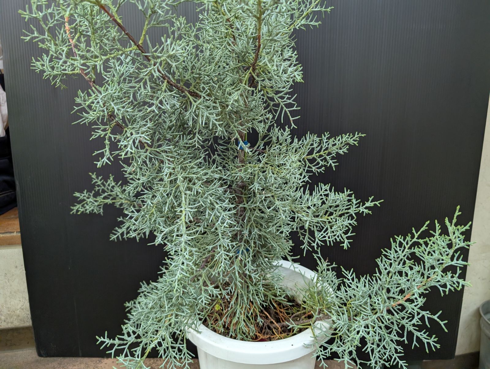 ブルーアイス 8寸鉢 コニファー - メルカリ