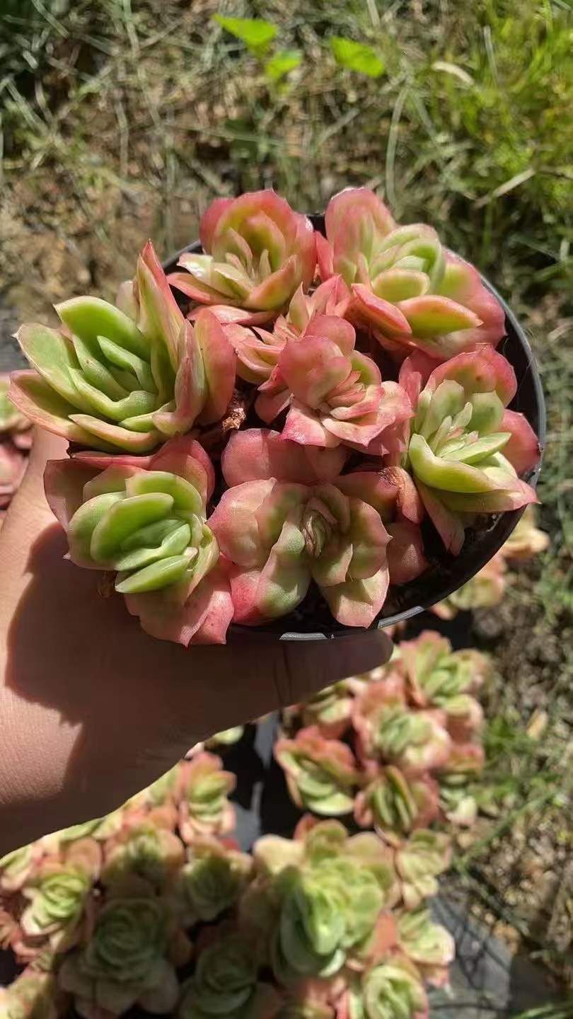 18株の抜き苗セット】アイスローズ錦6頭 多肉植物 佐川急便発送