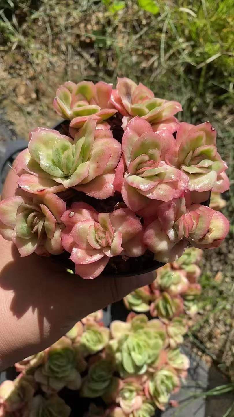 18株の抜き苗セット】アイスローズ錦6頭 多肉植物 佐川急便発送