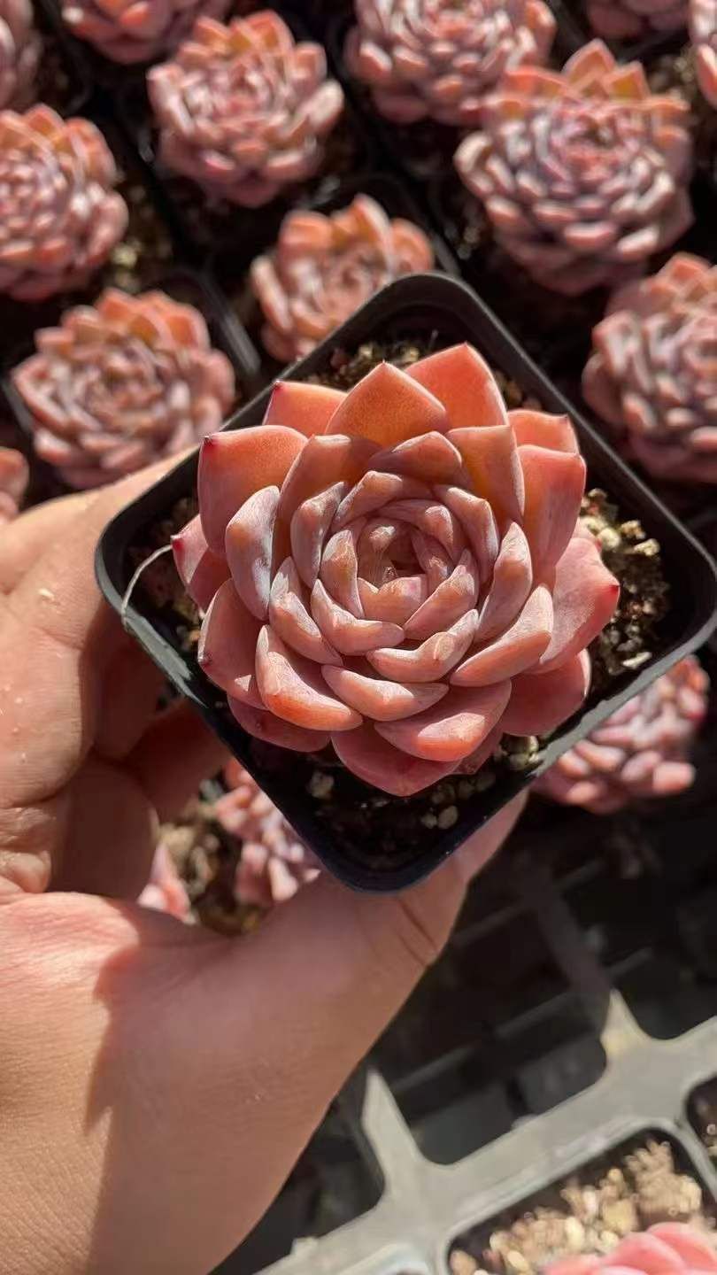 stiga(スティガ) STIGAジップJKTJP-I BK L 卓球 WUPニットジャケット