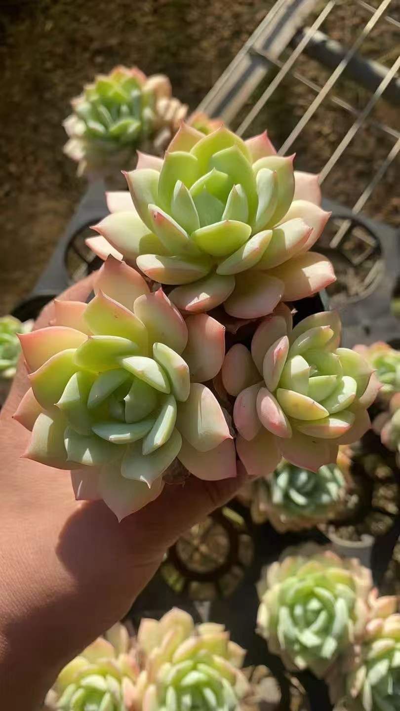 かわい子ちゃん葉挿し 子苗セット♡韓国苗 ぷっくり ピンク エケベリア