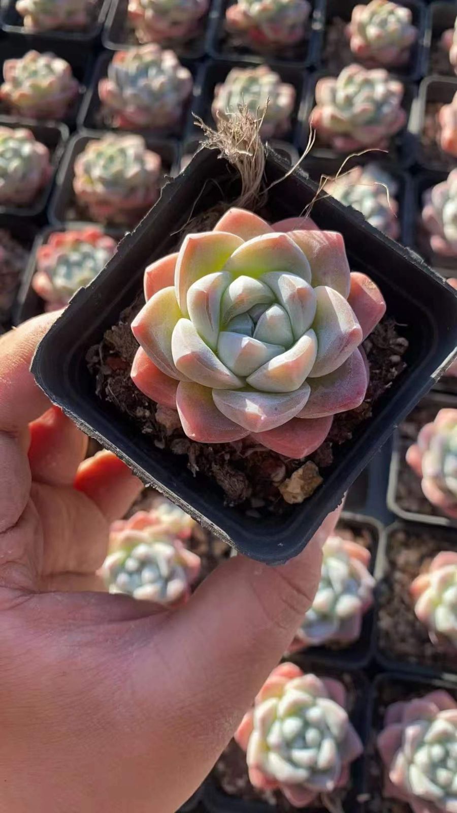 50株の抜き苗セット】アイスグリーン単頭 多肉植物 佐川急便発送