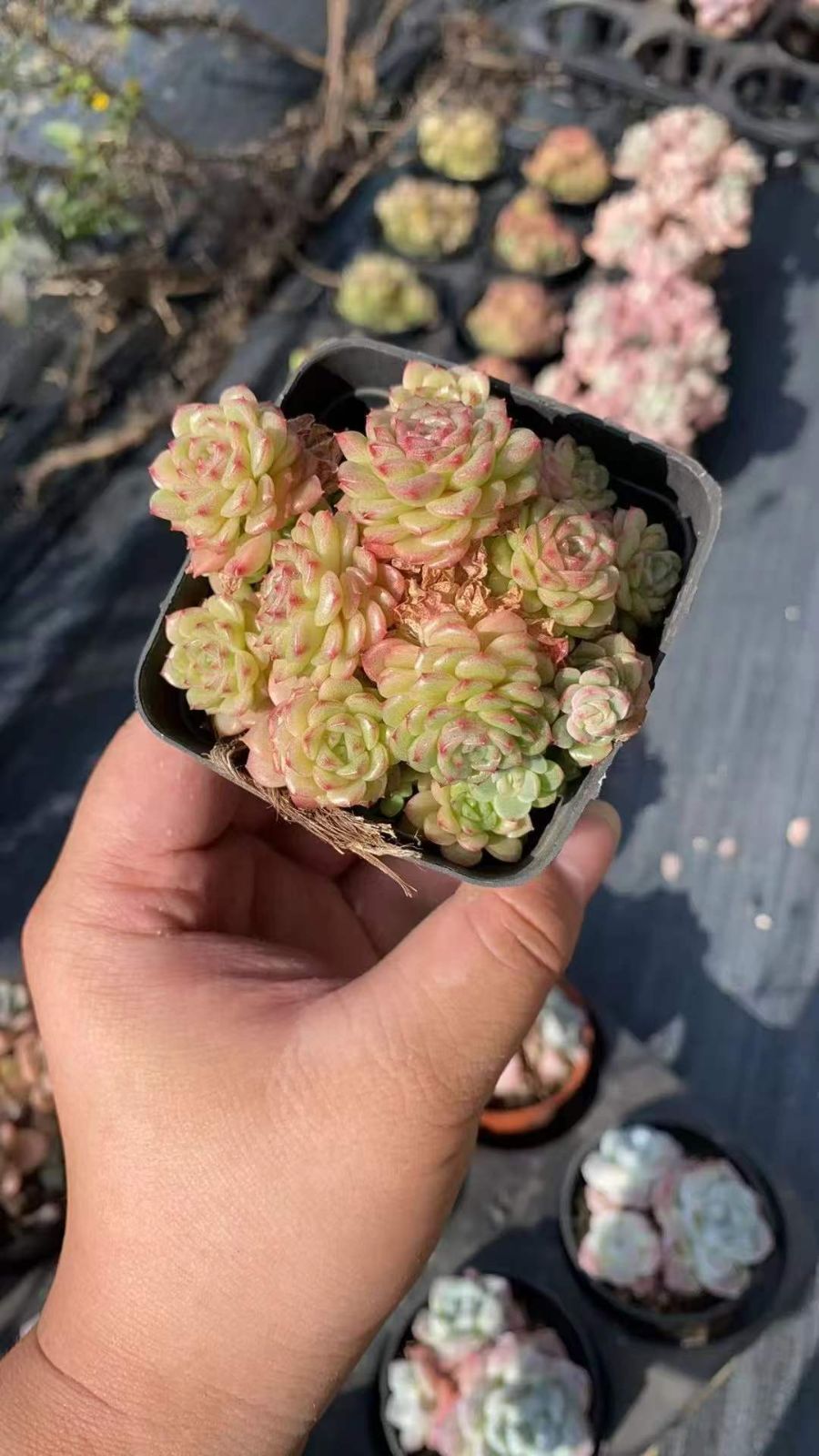 50株の抜き苗セット】グリーンマルガン 多肉植物 佐川急便発送