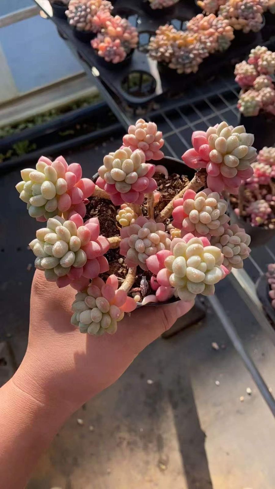 オンライン 【15株の抜き苗セット】ピンクキャビア9頭 多肉植物 佐川