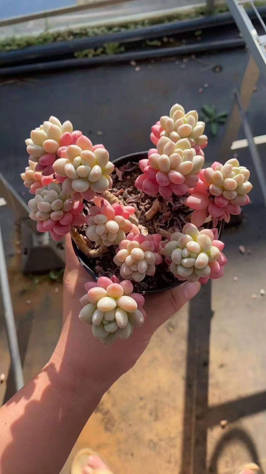 15株の抜き苗セット】ピンクラウル 多肉植物 佐川急便発送 エケベリア