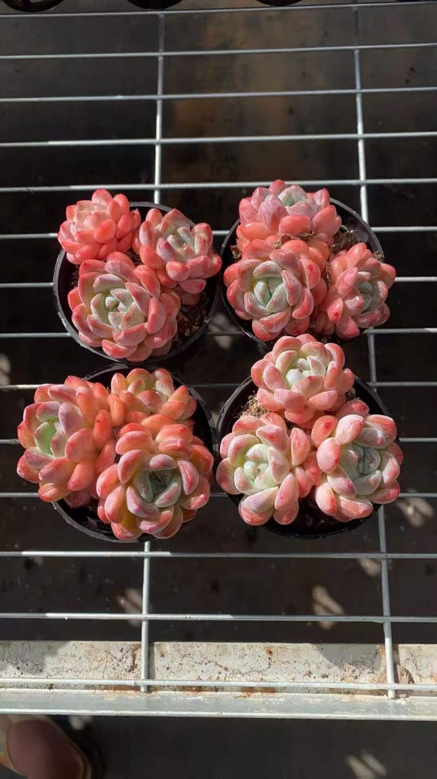 24株の抜き苗セット】ピンクドリーム3頭 多肉植物 佐川急便発送