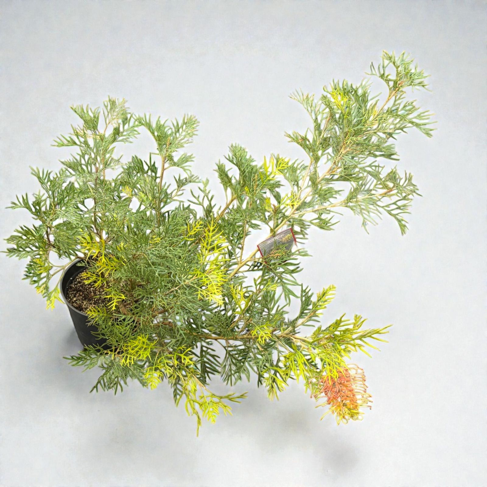 グレビ ピーチアンドクリーム ピーチ クリーム 8号 OG オージープランツ ガーデニング 庭木