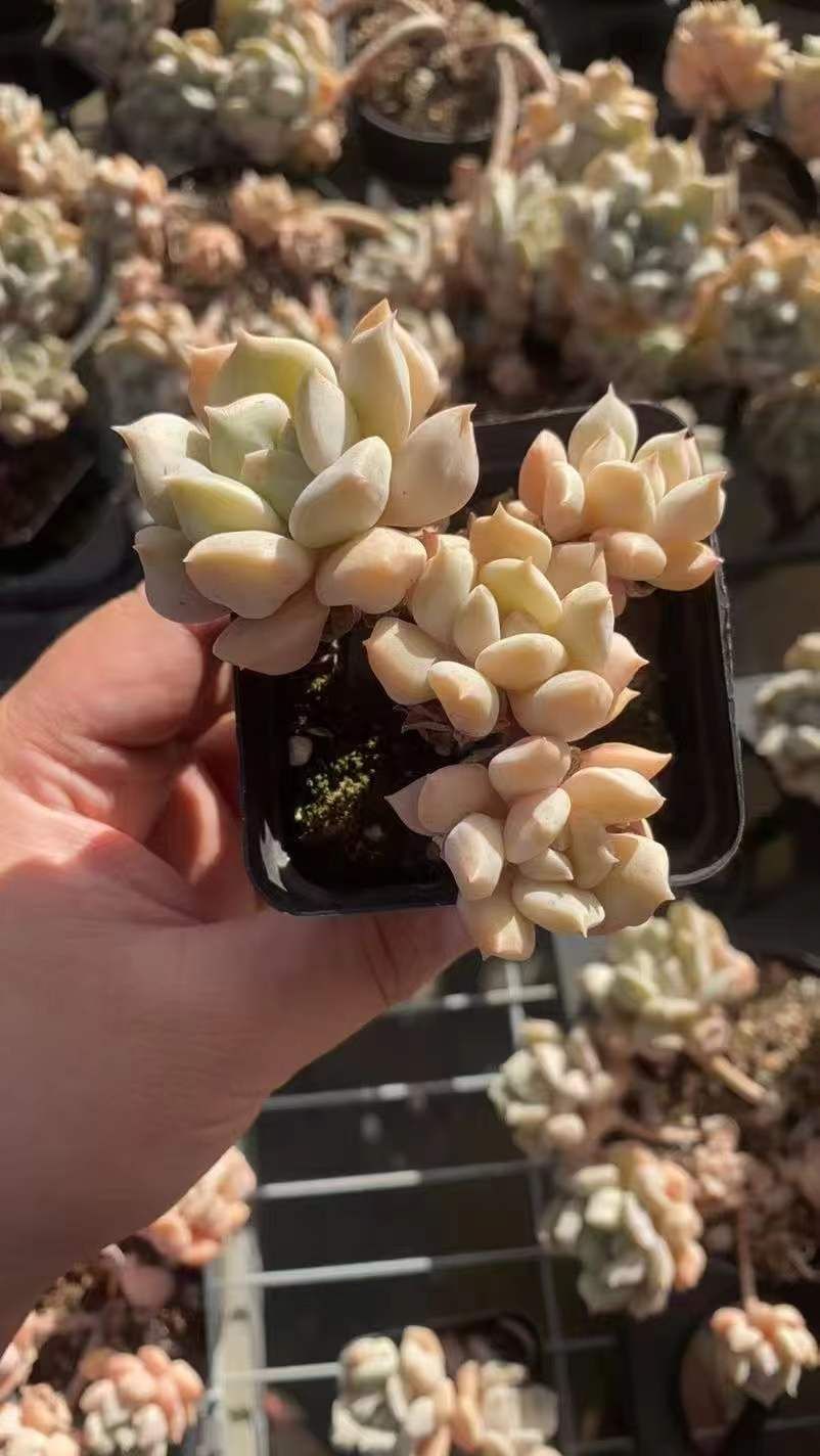 24株の抜き苗セット】超クリーム(4頭～5頭) 多肉植物 佐川急便発送