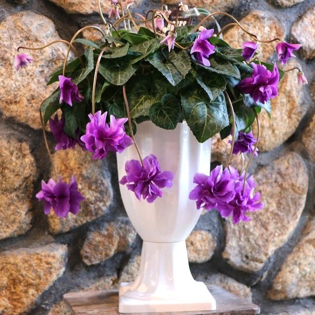 現品1】 万重咲き シクラメン ローゼス ブルー 6号スタンド鉢 寄せ