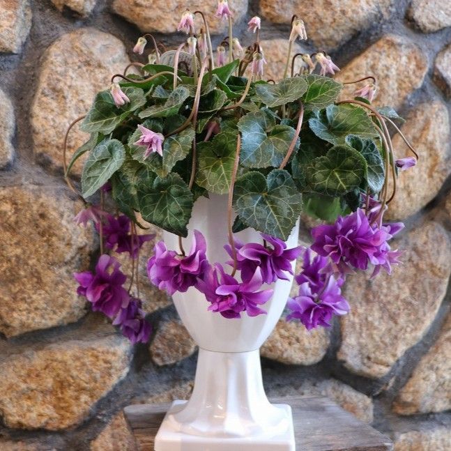 現品2】 万重咲き シクラメン ローゼス ブルー 6号スタンド鉢 寄せ